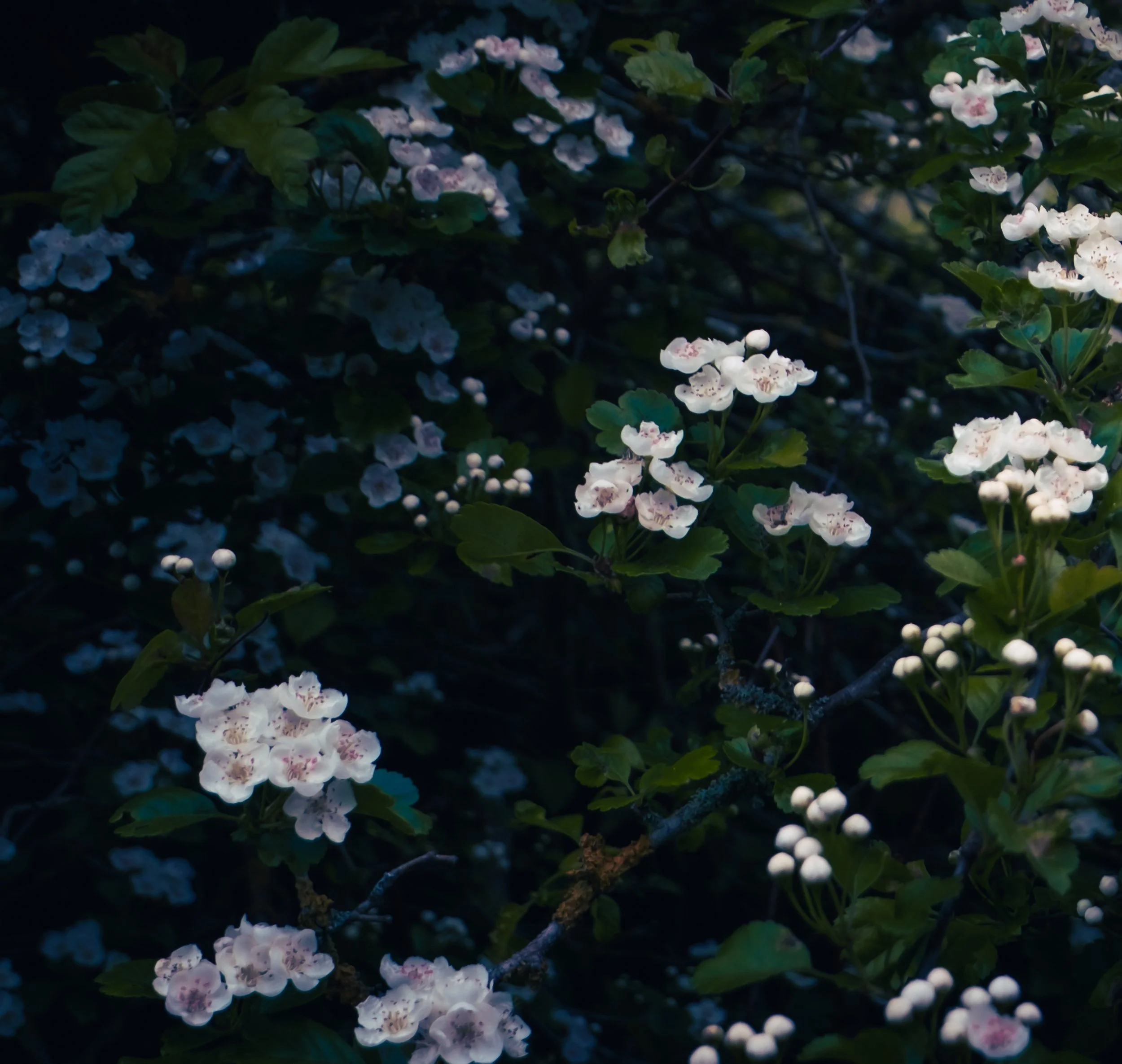 DSCF0023-1.jpg