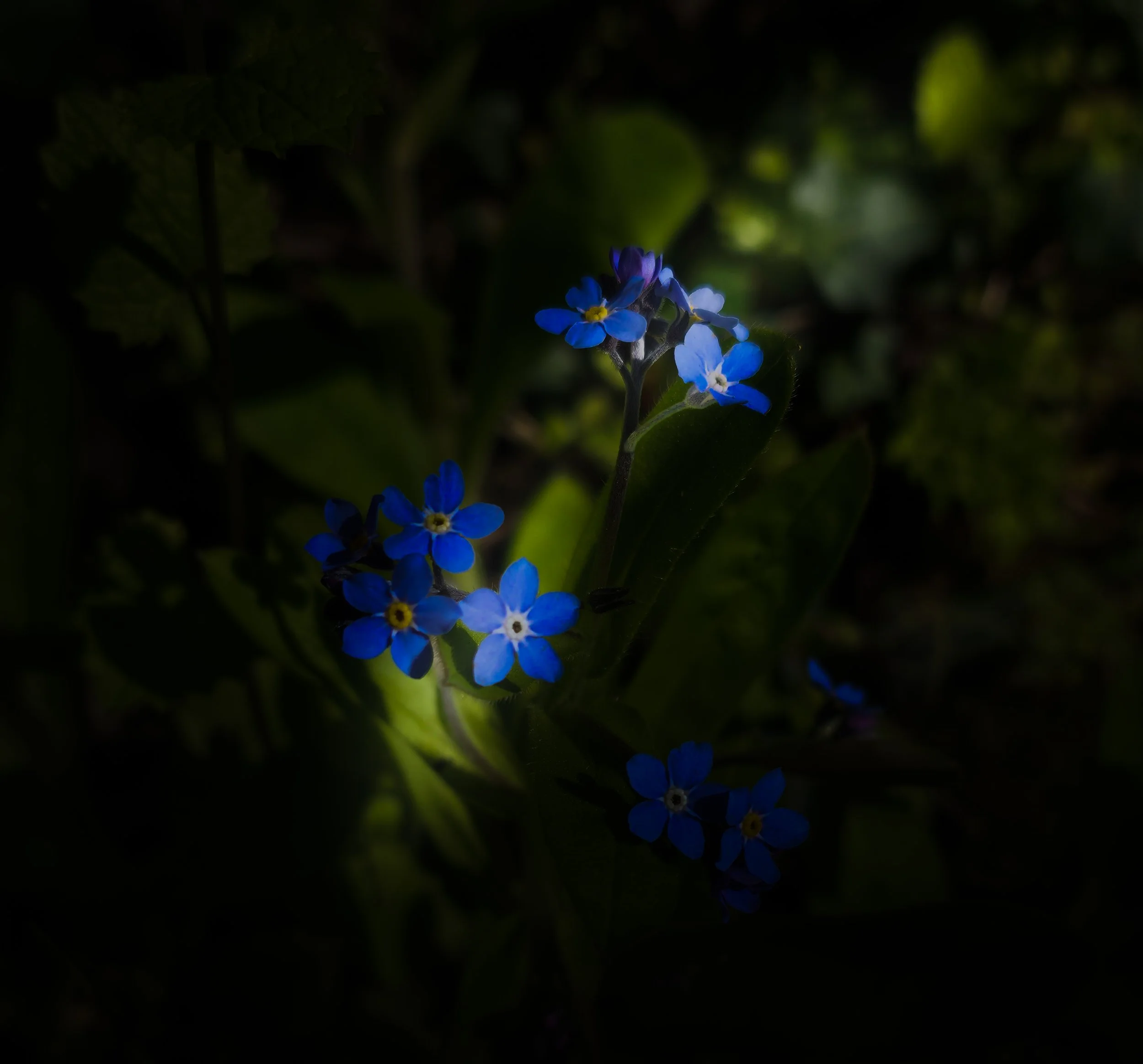 A small cluster of blue flowers with yellow centers on a dark background.