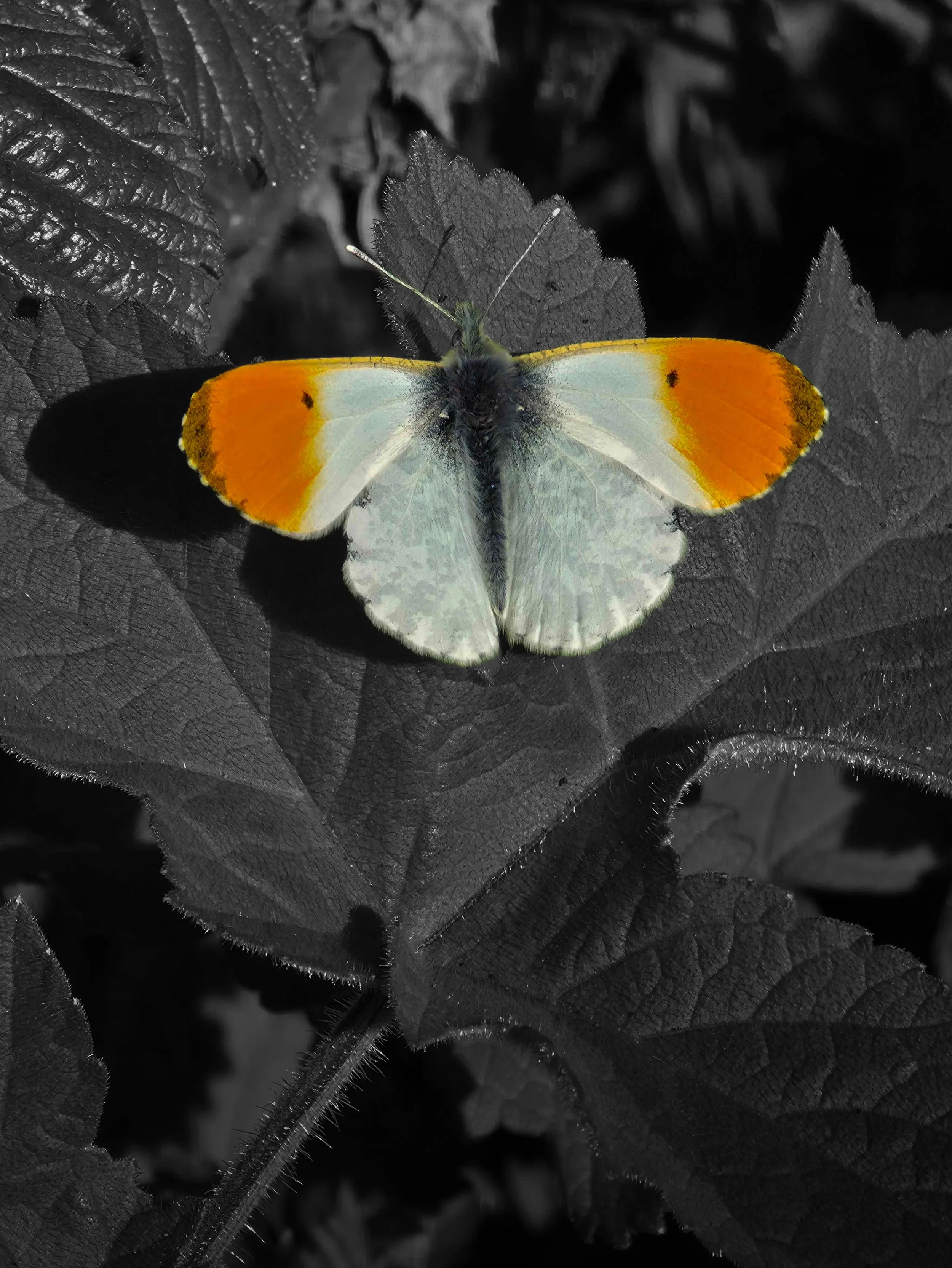 Butterfly.jpg
