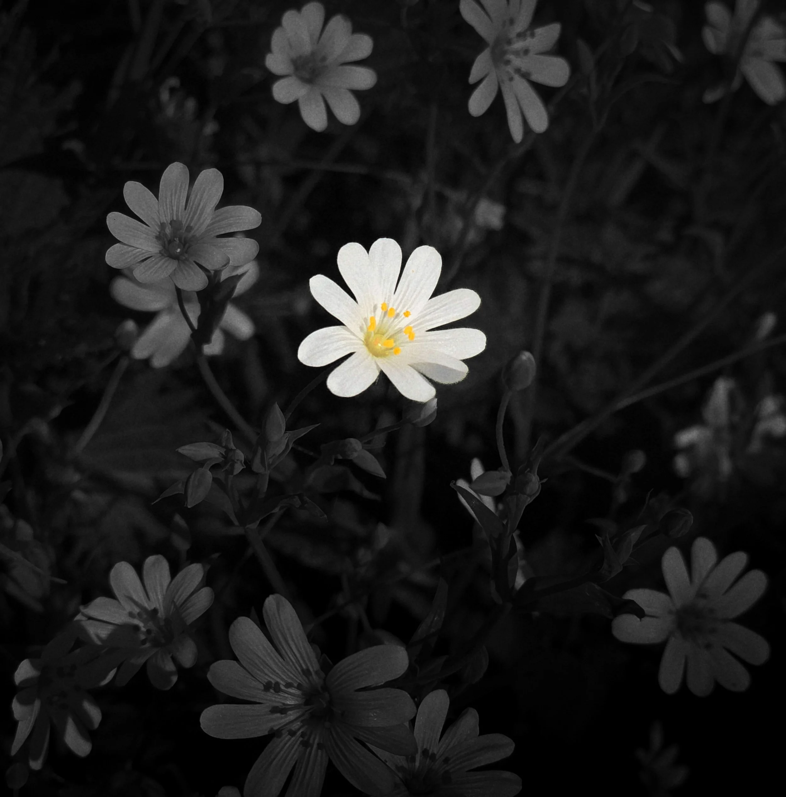 Close-up of white flowers with yellow stamens against a dark background.
