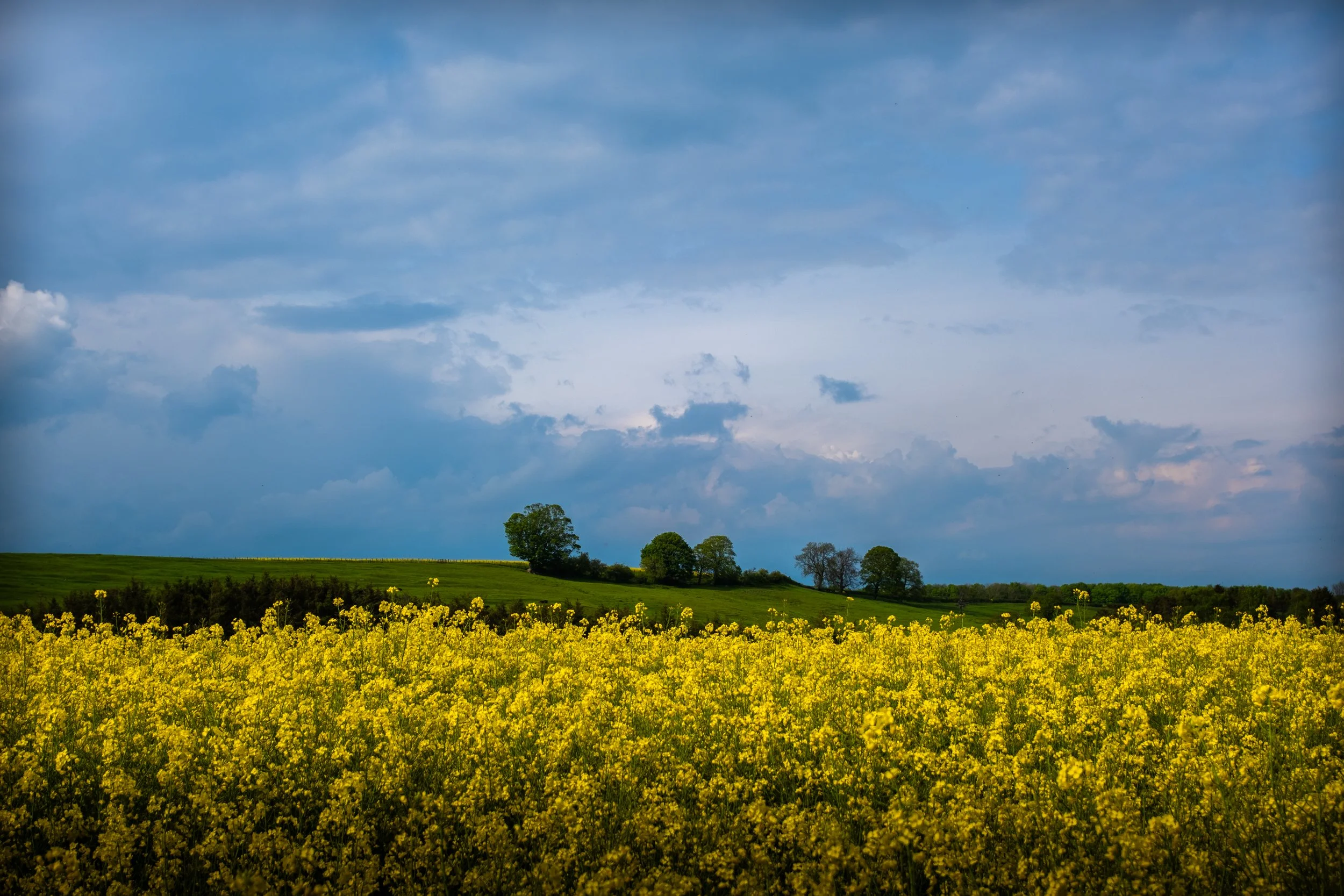 Field-0098.jpg