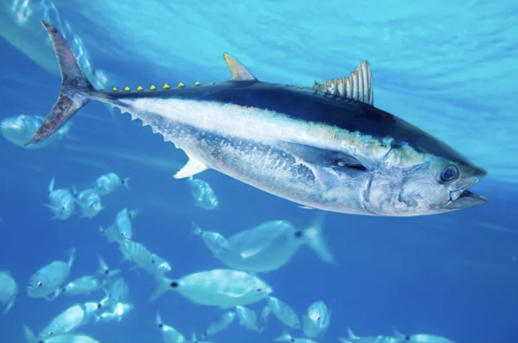 Deep Sea Tuna Fishing