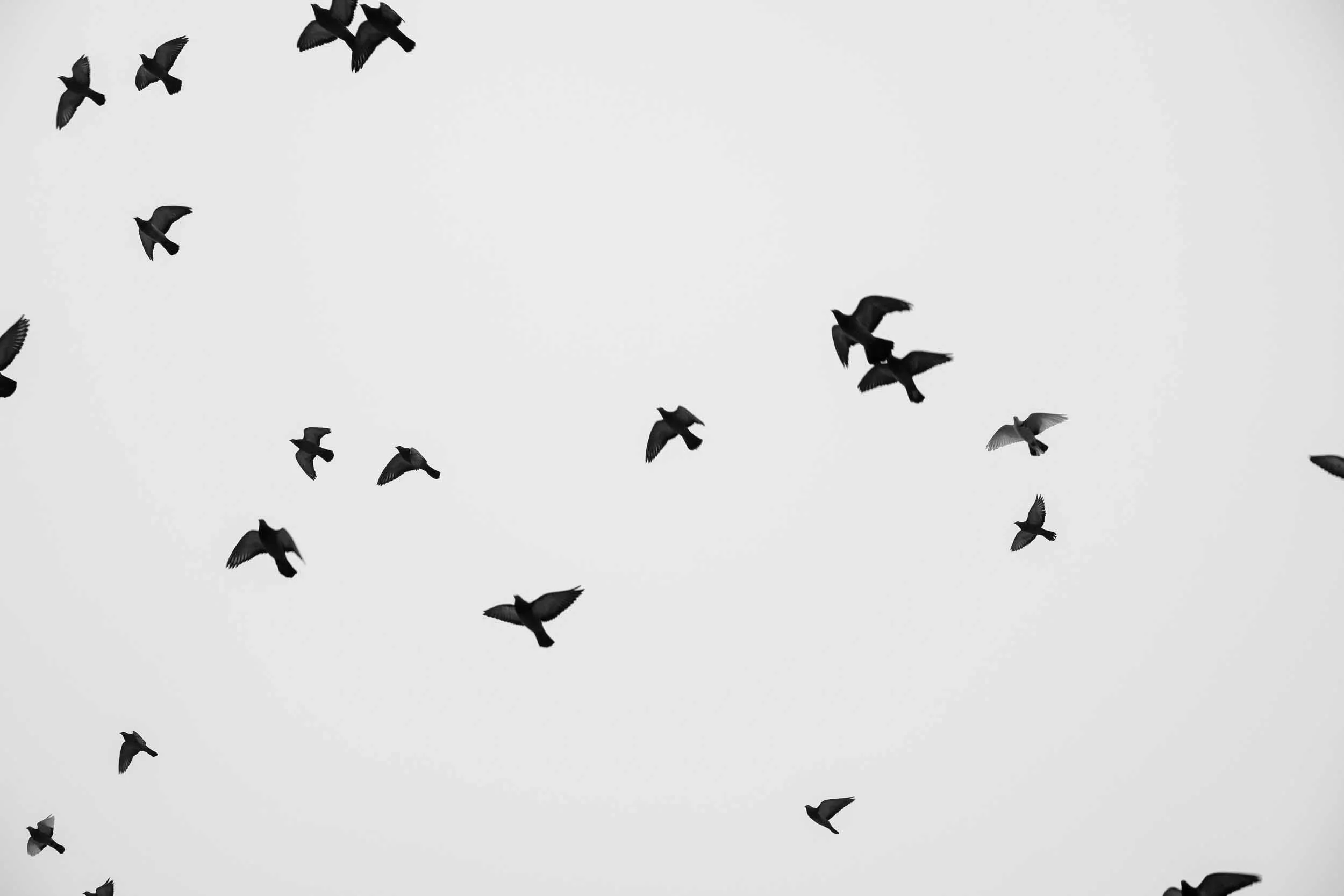 Abstract black and white pigeons frozen in time in flight