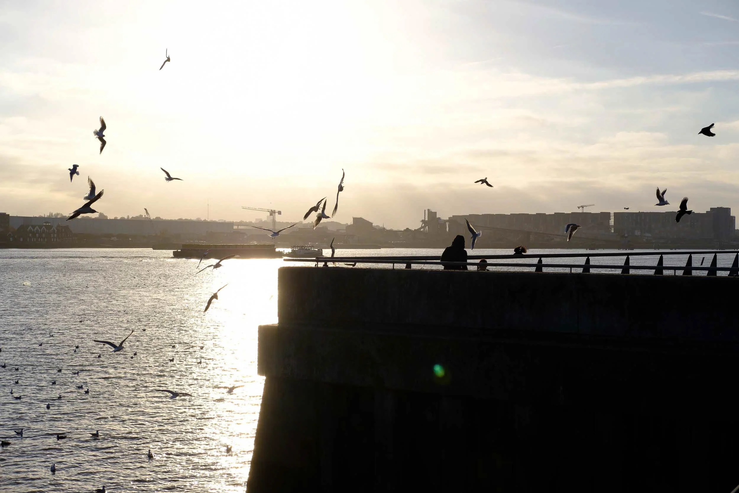 A riverside scene during sunset with flying seagulls and a person standing by railing watching the water, with buildings and cranes in the background, River thames east London.