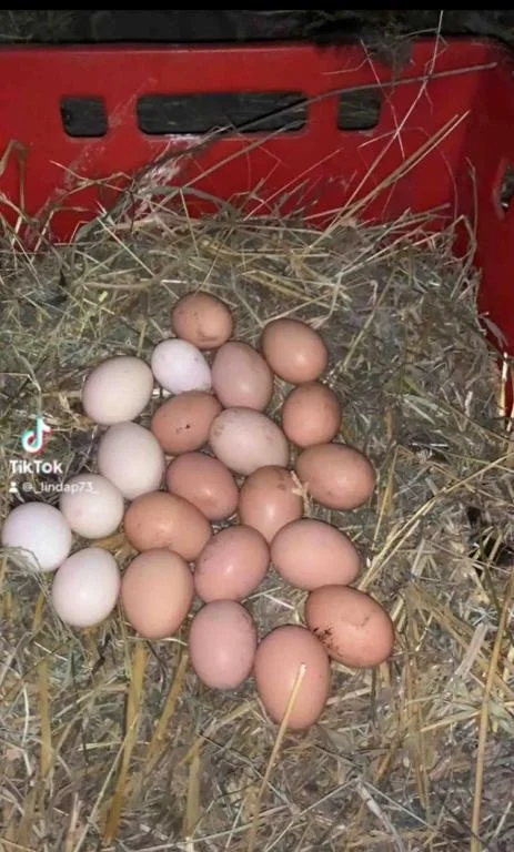 529751775.jpg