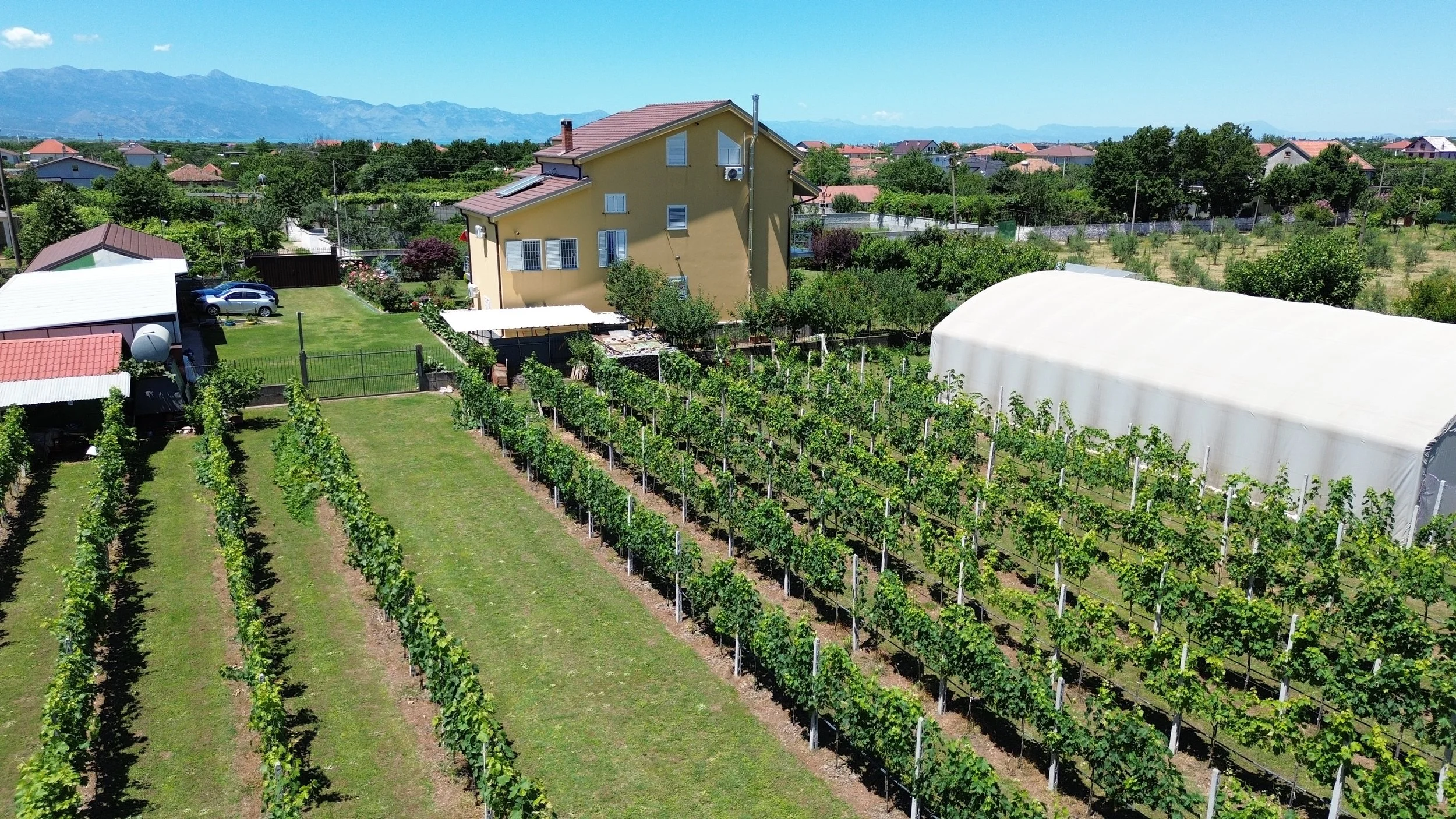 Un vigneto con piante di vite giovani ben ordinate, vicino a una casa di colore giallo con tetto rosso, in un'area residenziale circondata da altri edifici e verdeggianti alberi, con montagne sfocate sullo sfondo sotto un cielo sereno.