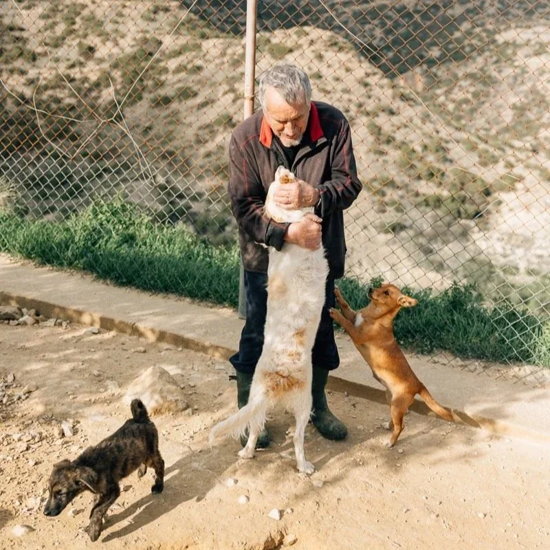 Ein älterer Mann spielt mit drei Hunden an einer Umzäunung auf einer schottrigen Erdfläche. Ein Hund springt hoch, während der Mann ihn liebkost, und die anderen beiden Hunde - ein kleiner schwarzer und ein brauner - erkunden die Umgebung.