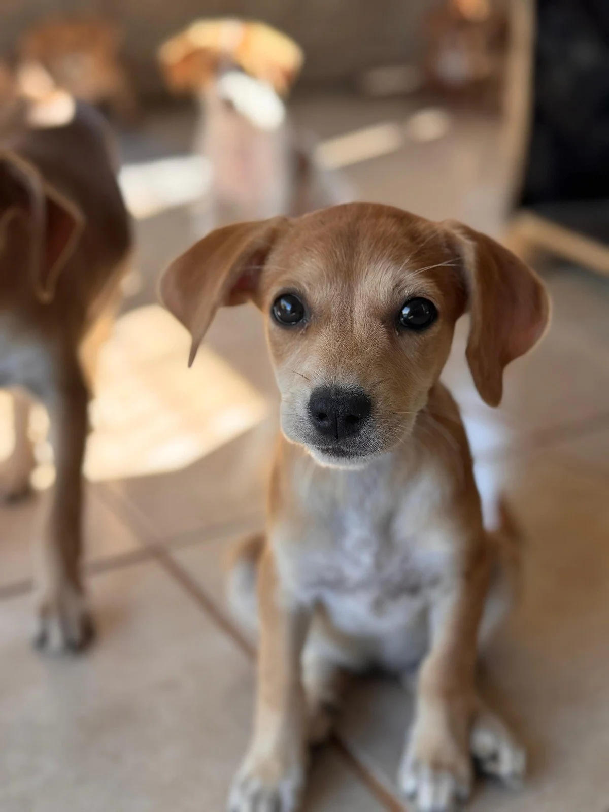 Ein niedlicher Hund mit braunem Fell und schwarzen Augen, sitzt auf einem Boden, im Hintergrund sind noch weitere Hunde sichtbar.