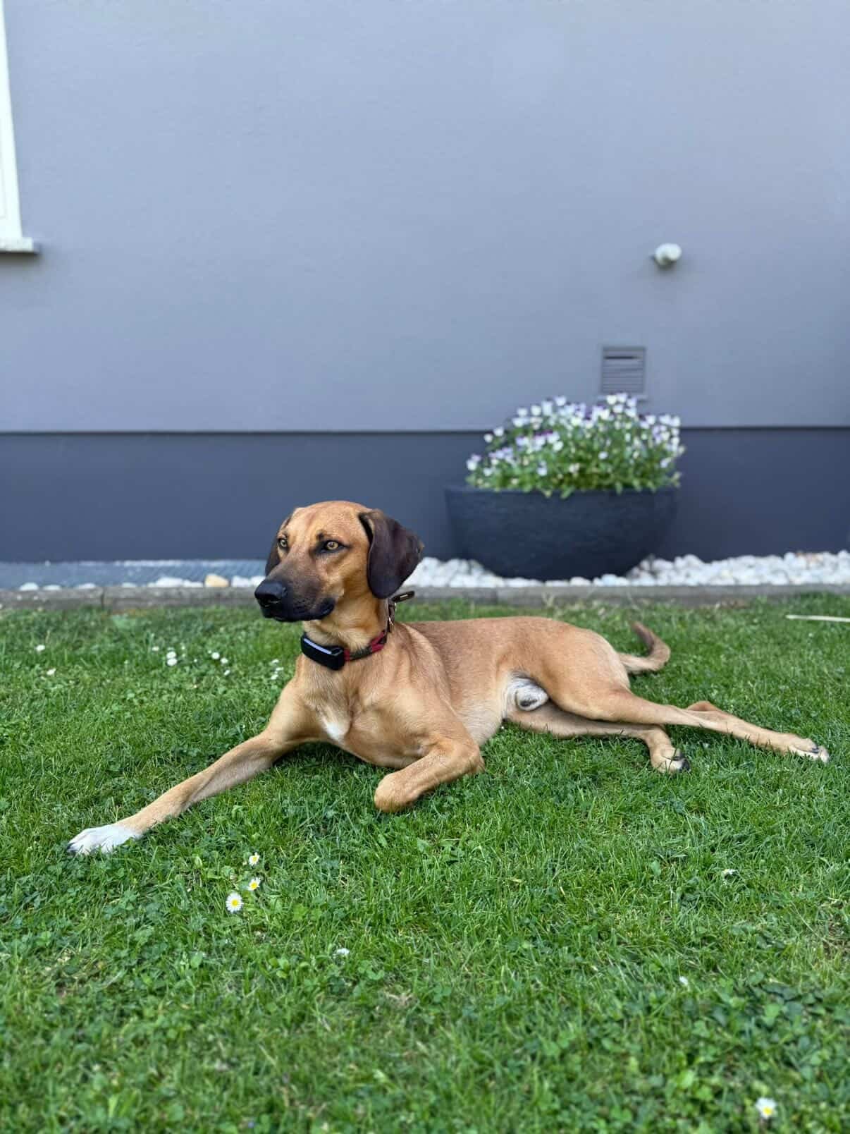 Ludwig
