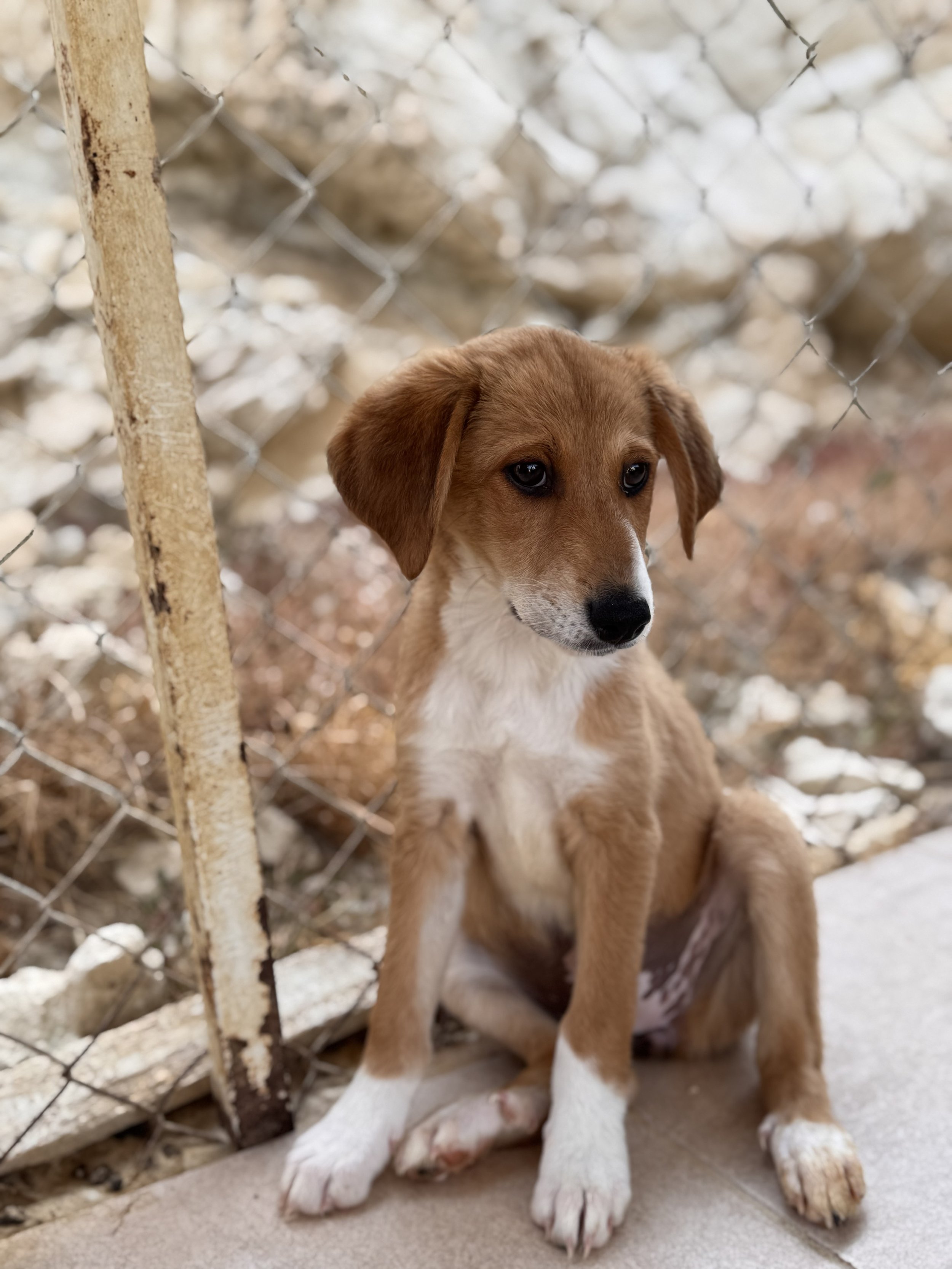 Junge Hund mit braunem Fell und weißen Pfoten sitzt vor einem Maschendrahtzaun im Außenbereich.