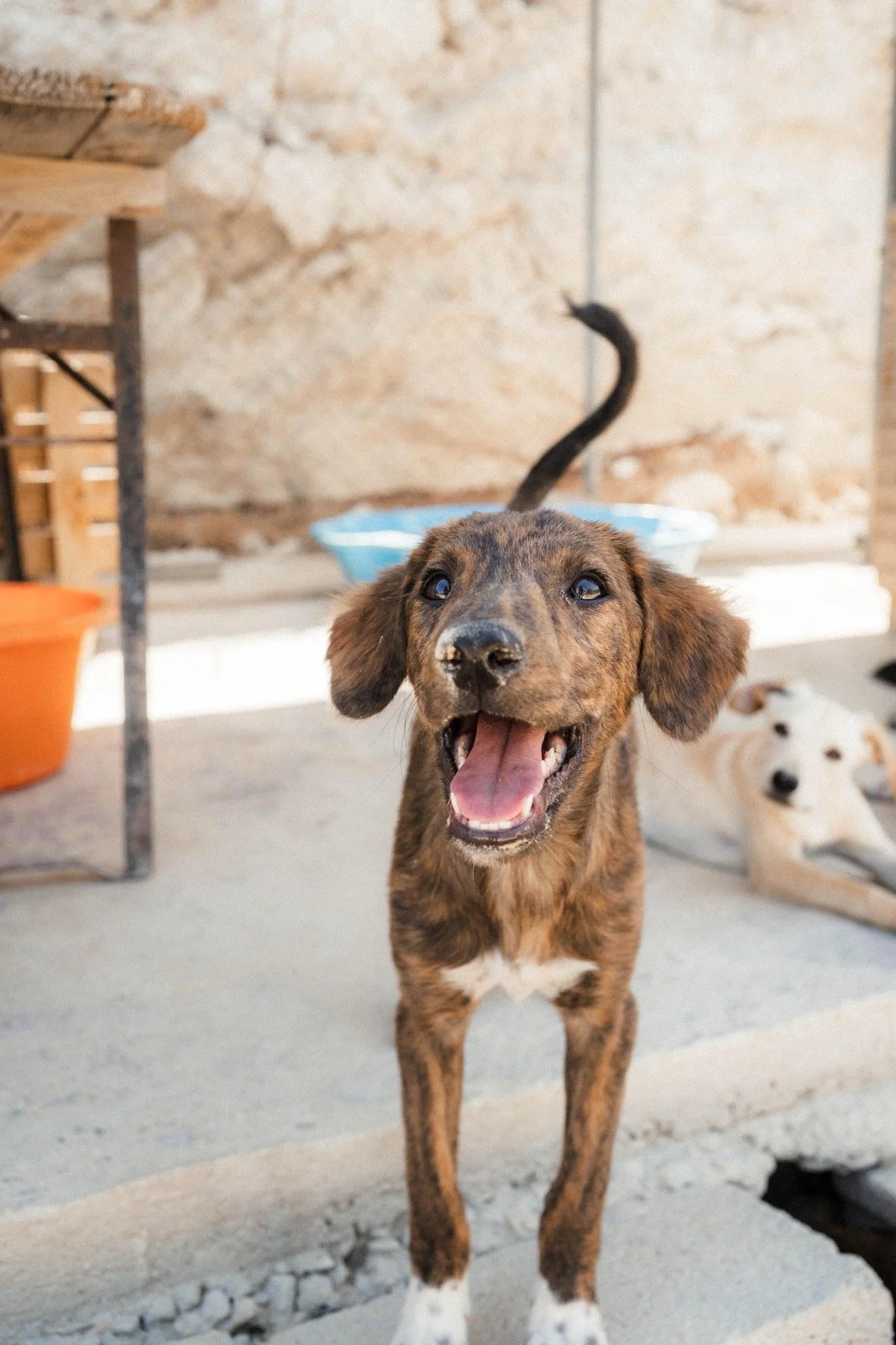 Zwei verspielte Hunde, ein brauner Hund mit offenem Maul im Vordergrund und ein weißer Hund mit dunklen Flecken hinten liegend, im Freien auf einer Steinfläche.