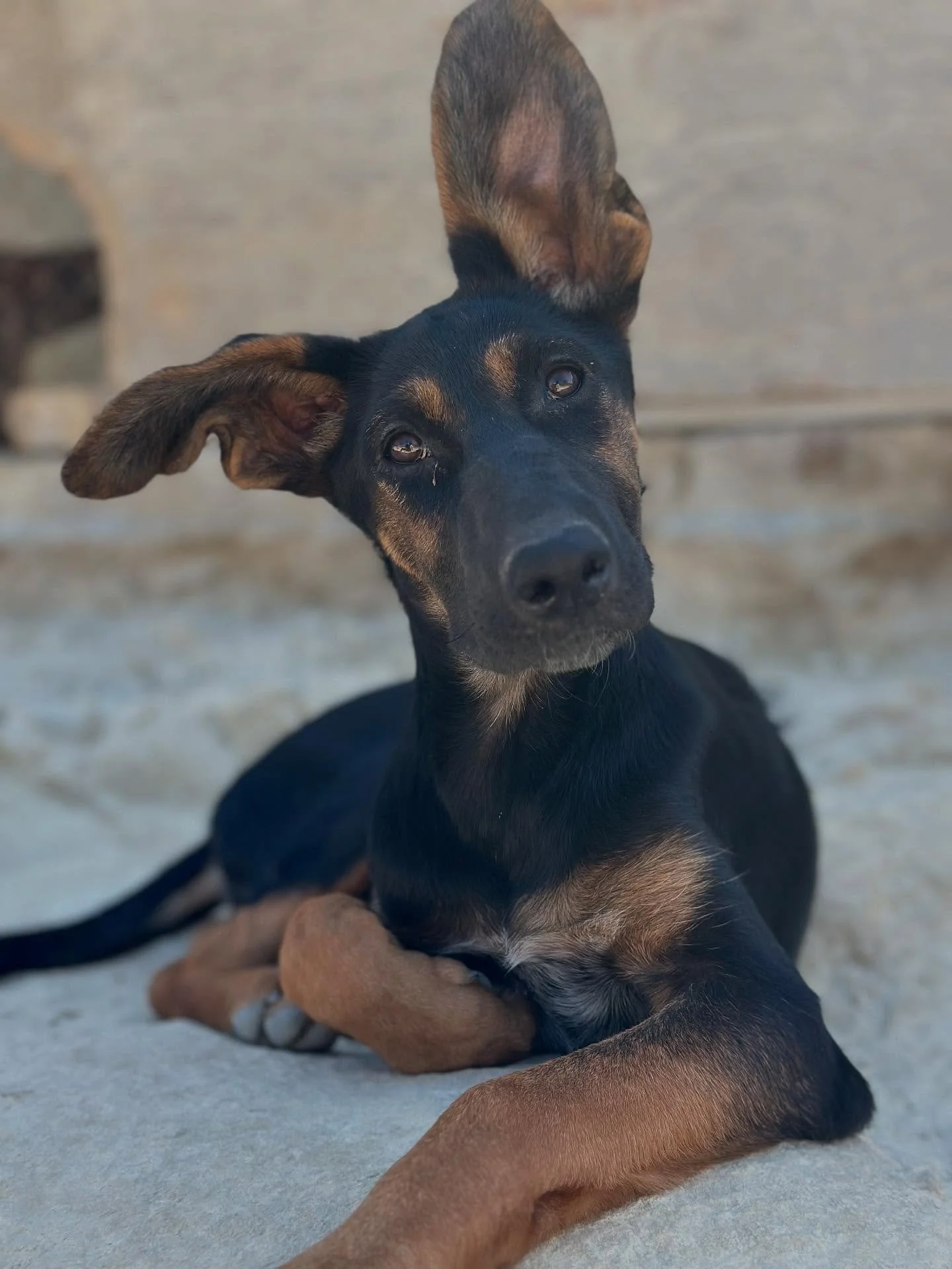 Ein Hund liegt auf dem Boden und schaut in die Kamera. Der Hund ist schwarz mit braunen Flecken und hat große, aufrechte Ohren.