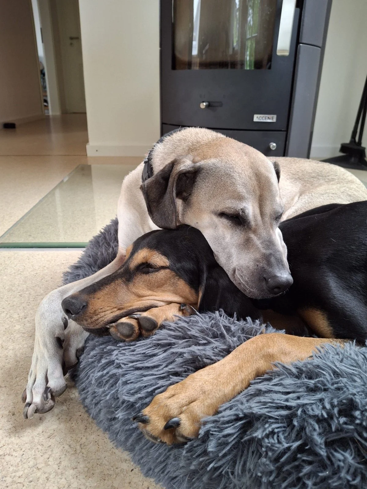Zwei schlafende Hunde, einer grau und einer schwarz-braun, liegen auf einer flauschigen Decke im Wohnzimmer.