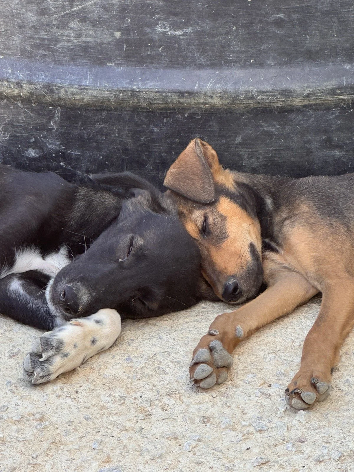 Zwei schlafende Hunde, einer schwarz und weiß, der andere braun mit schwarzen Flecken, liegen nebeneinander auf einem Boden.