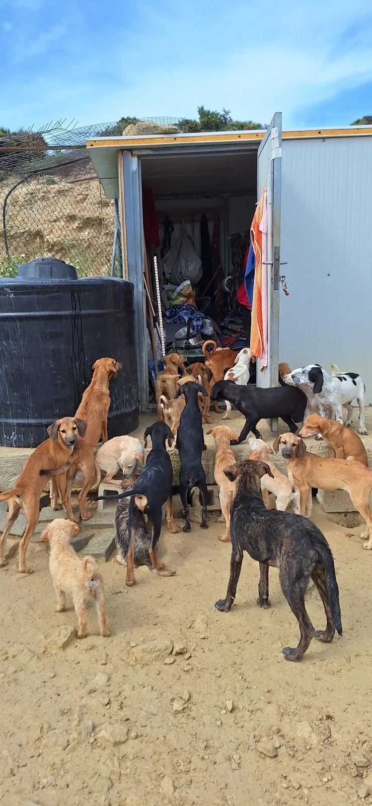 Viele verschiedene Hunde vor einem Lagerhaus mit offener Tür, das Hunde- und Tierzubehör enthält.