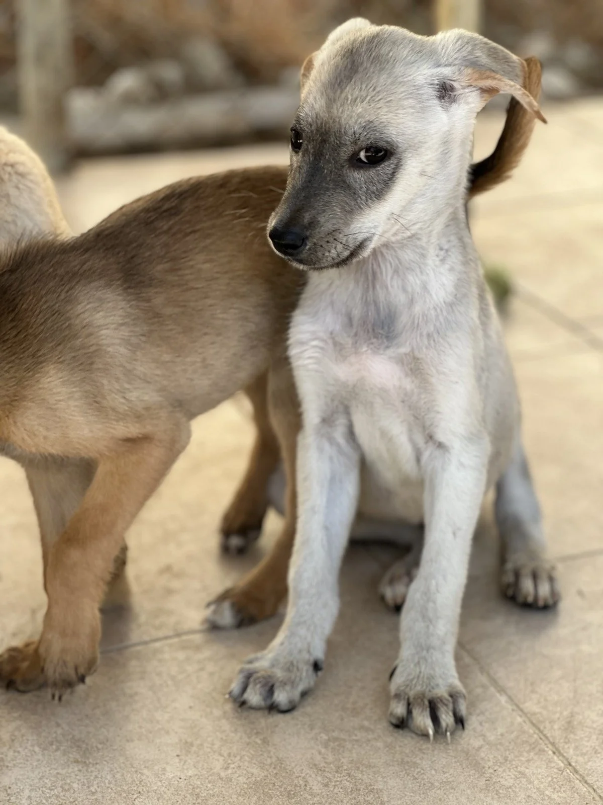 Zwei junge Hunde, einer grau und weiß, sitzen auf einem Boden in einer Tierheim- oder Zuchtumgebung, im Hintergrund unscharfe Holzgitter.