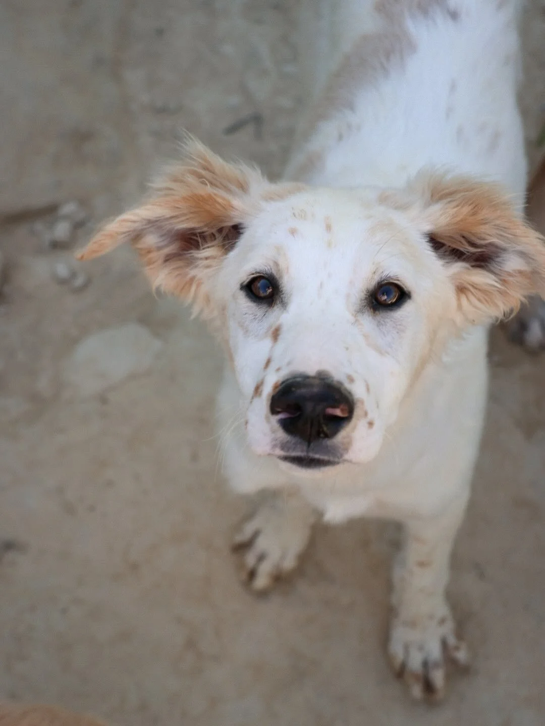 Ein weißer Hund mit braunen Flecken und blauen Augen schaut nach oben, auf einem Betonboden.