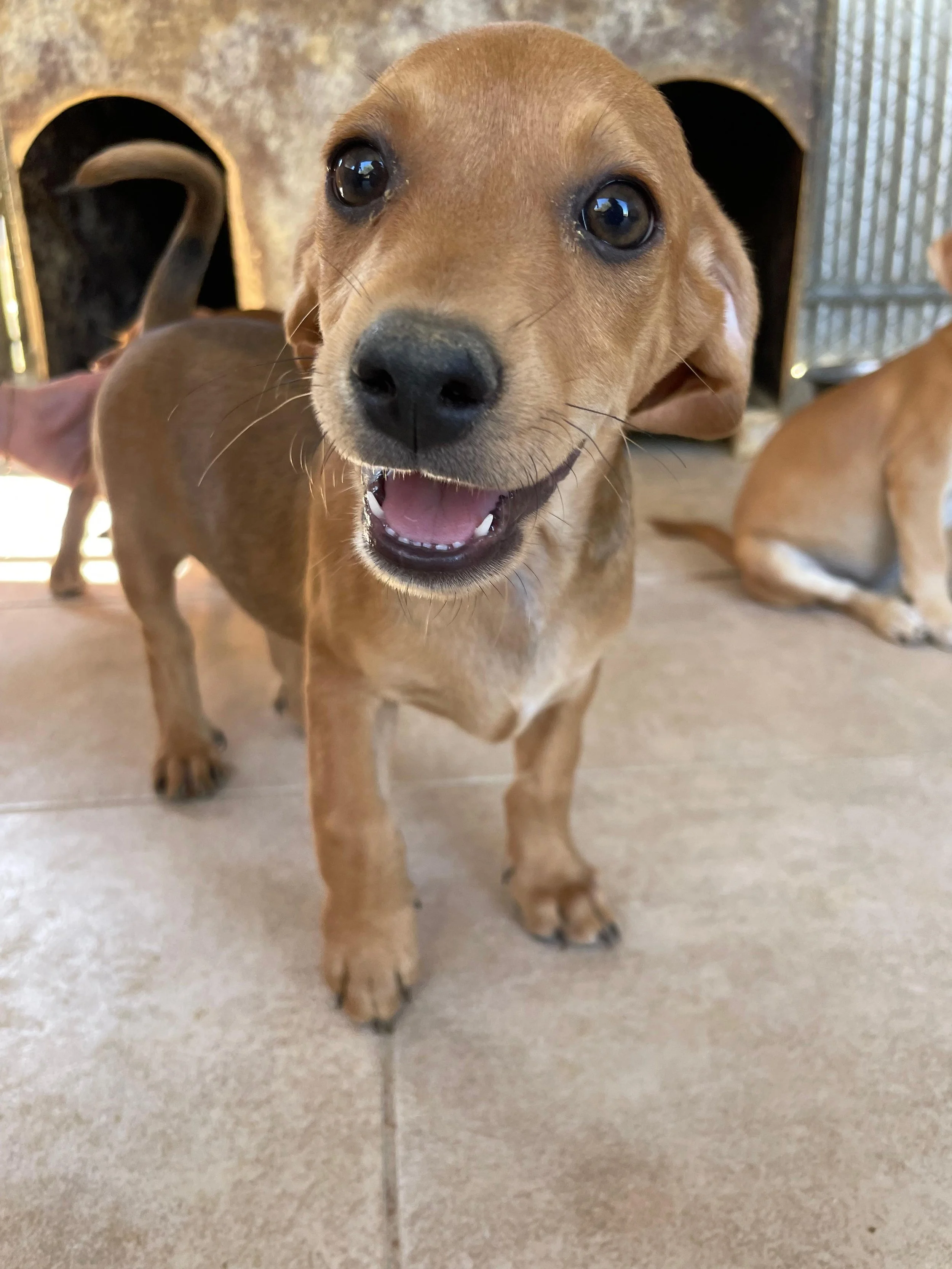 Ein süßer, brauner Welpe mit großen, dunklen Augen und offenem Maul, der freundlich in die Kamera schaut, im Hintergrund eine grau-gestreifte Hundehütte.