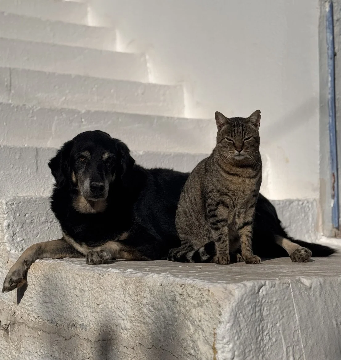 Ein Hund und eine Katze ruhen nebeneinander auf einer weißen Steinfläche, vor einer weißen Wand.