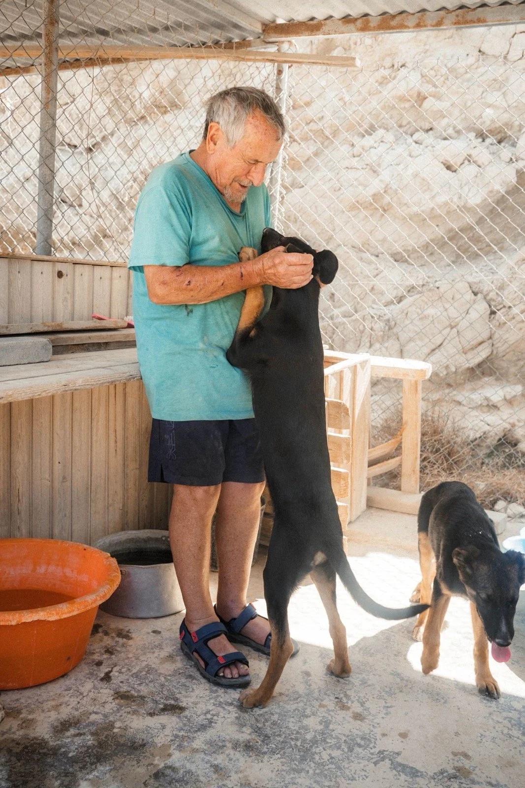Ein älterer Mann in blauer T-Shirt und schwarzen Shorts hält ein Welpen und hebt es an, während es auf den Beinen steht. Es gibt zwei weitere Hunde auf dem Boden. Die Szenerie ist eine Außenterrasse mit Holz und Steinwand, sowie einem Drahtzaun im Hintergrund.