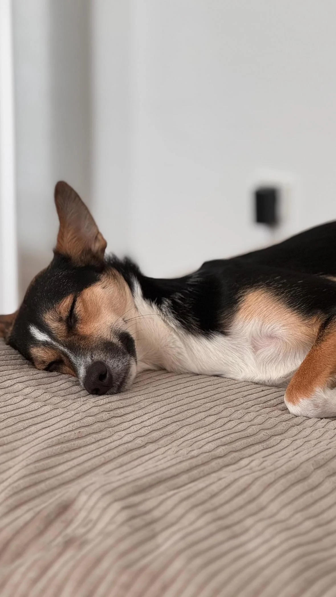 Ein schlafender Hund mit braun, schwarz und weißem Fell liegt auf einem beige-grauen Kissen, in einem Raum mit weißer Wand und einer Steckdose.