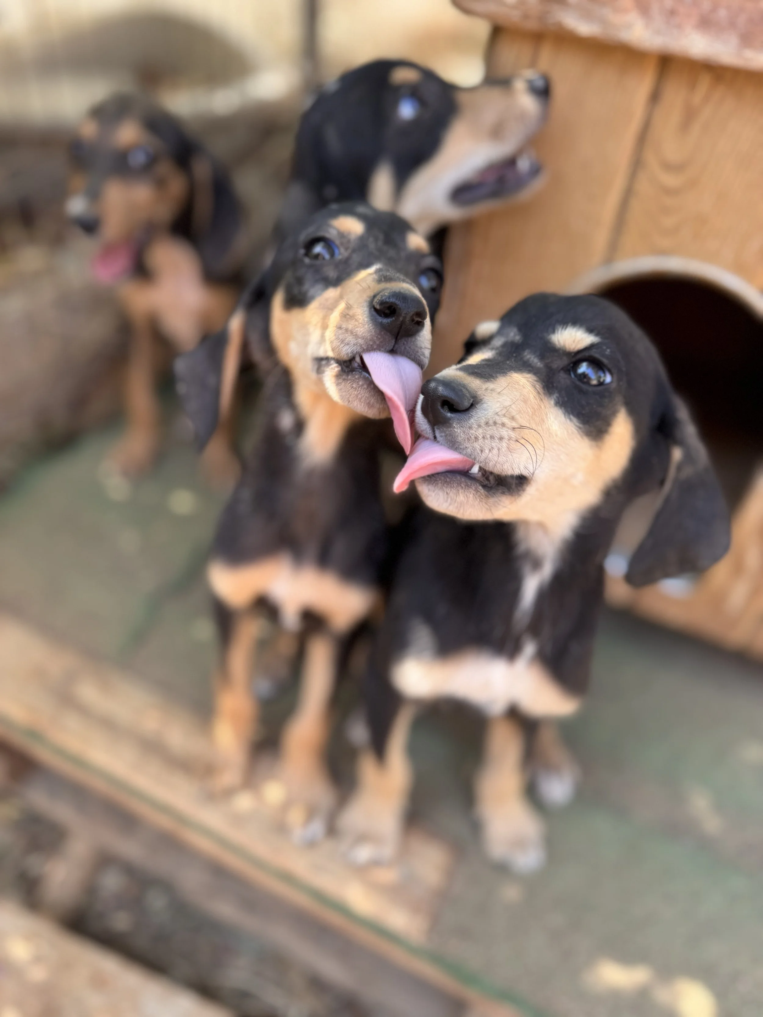 Vier Welpen, die neugierig aus einer Hundehütte schauen, mit Zunge heraus, in einem Hundegarten