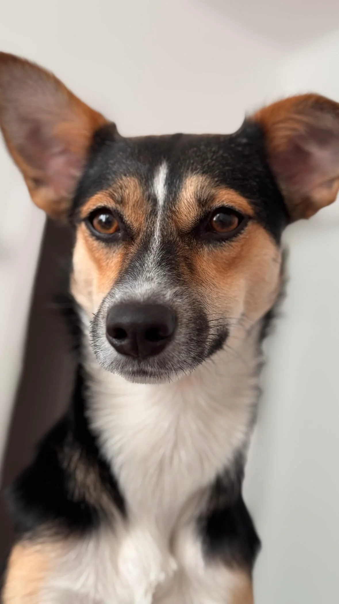 Kaya