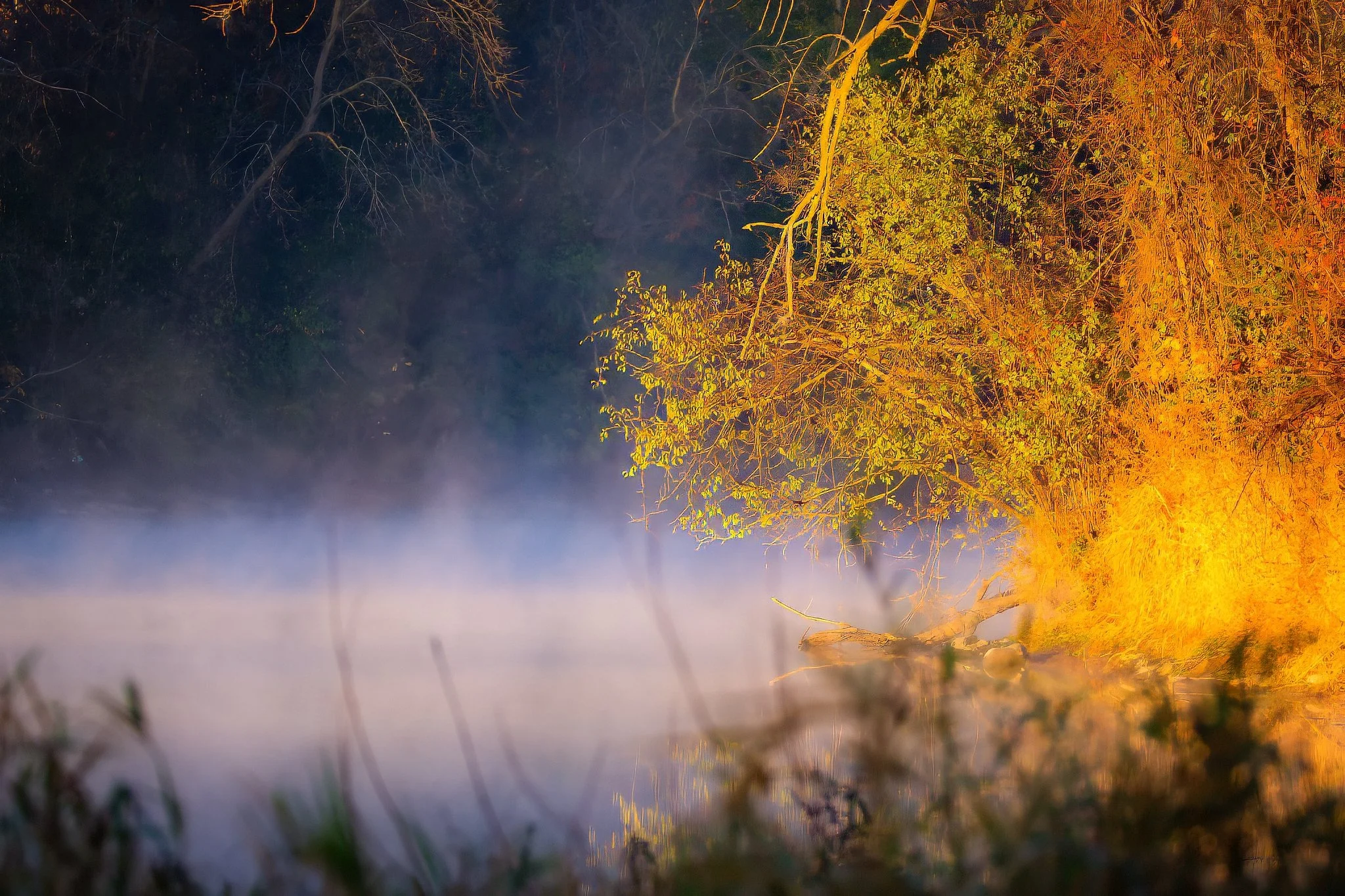 Nighttime scene of trees with yellow-orange leaves near a body of water, with fog and a dark sky.