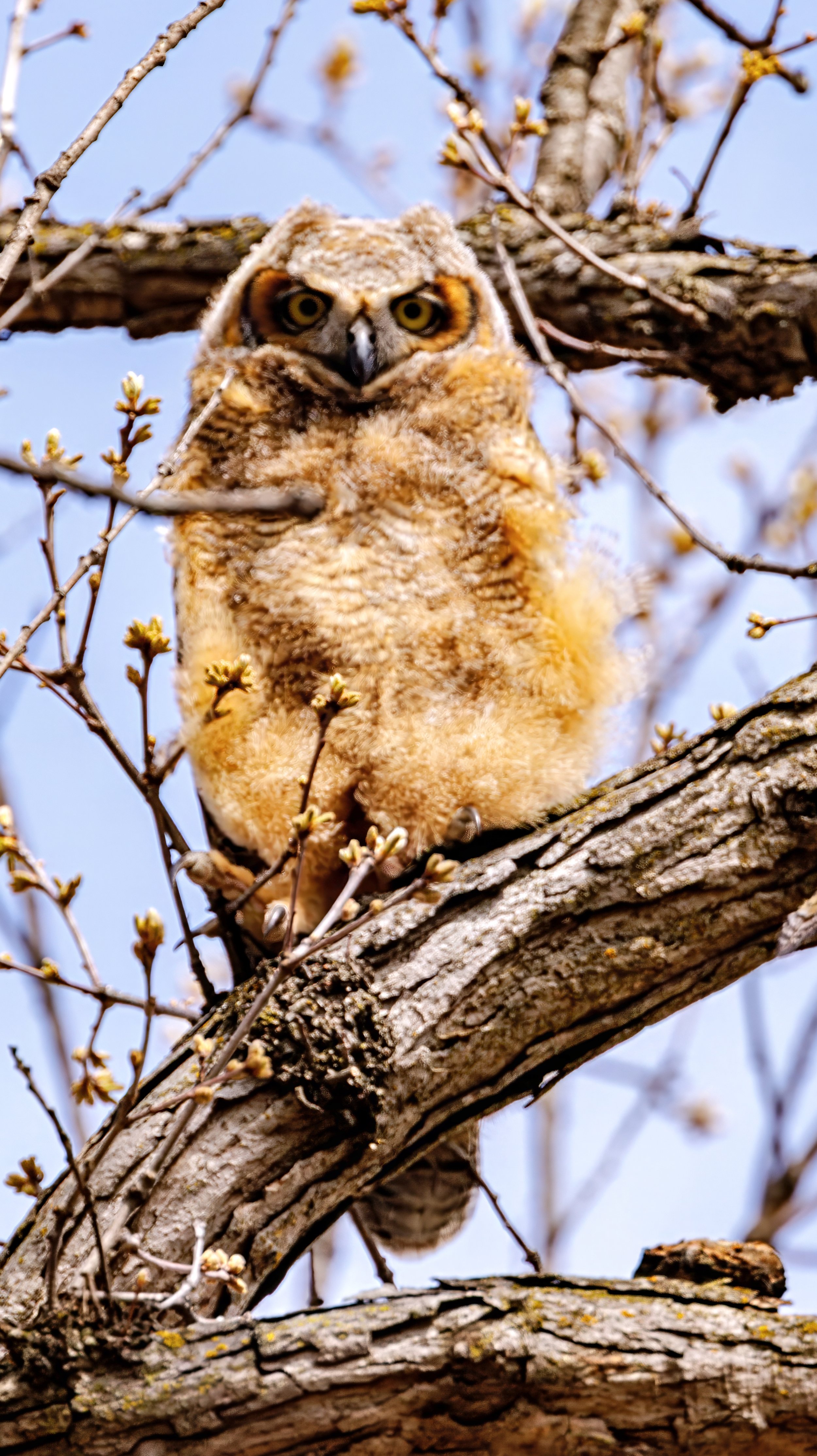 A young owl with large yellow eyes perched on a tree branch amid budding leaves.