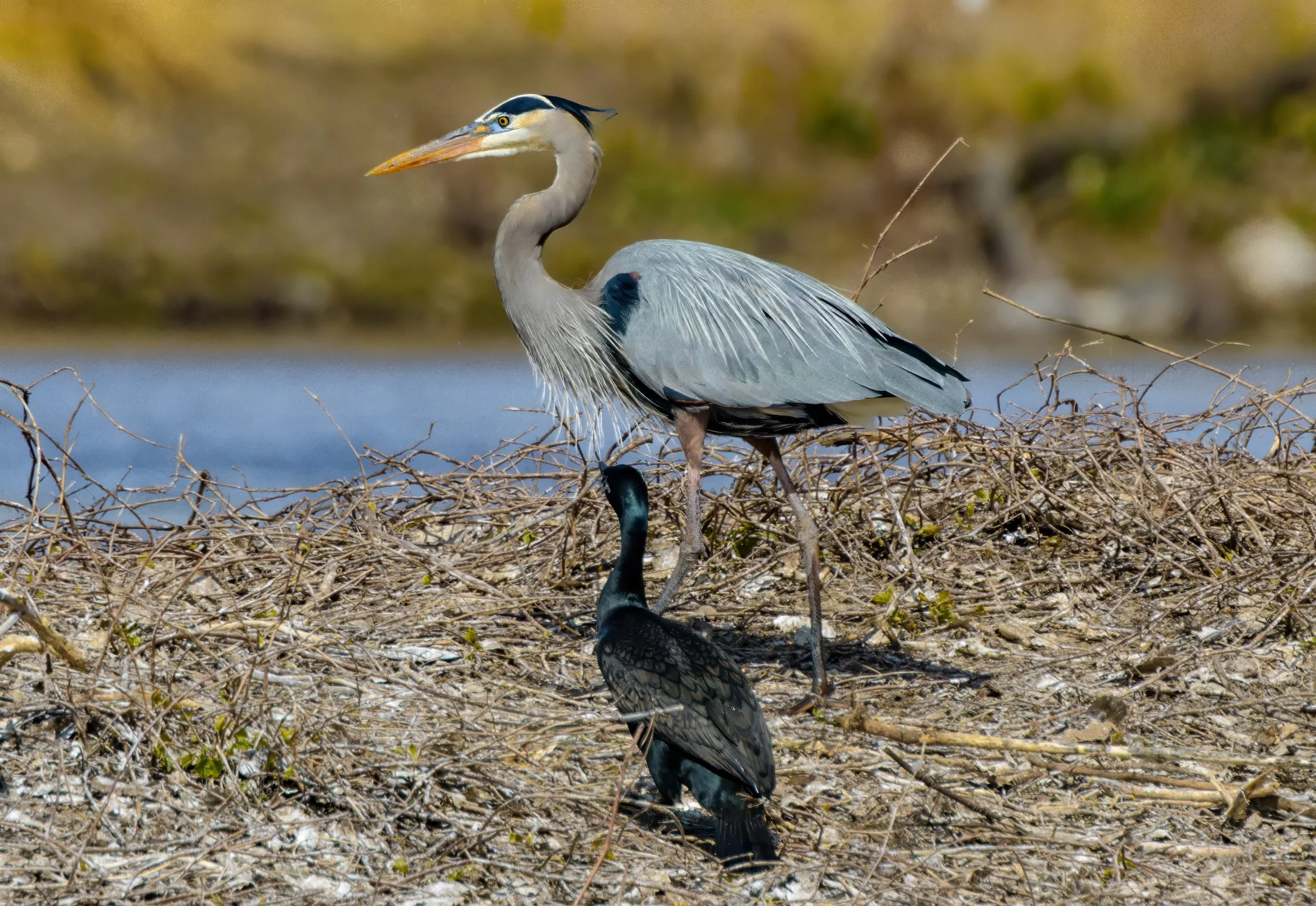 A heron standing on a nest of twigs near water with a background of blurred natural vegetation.