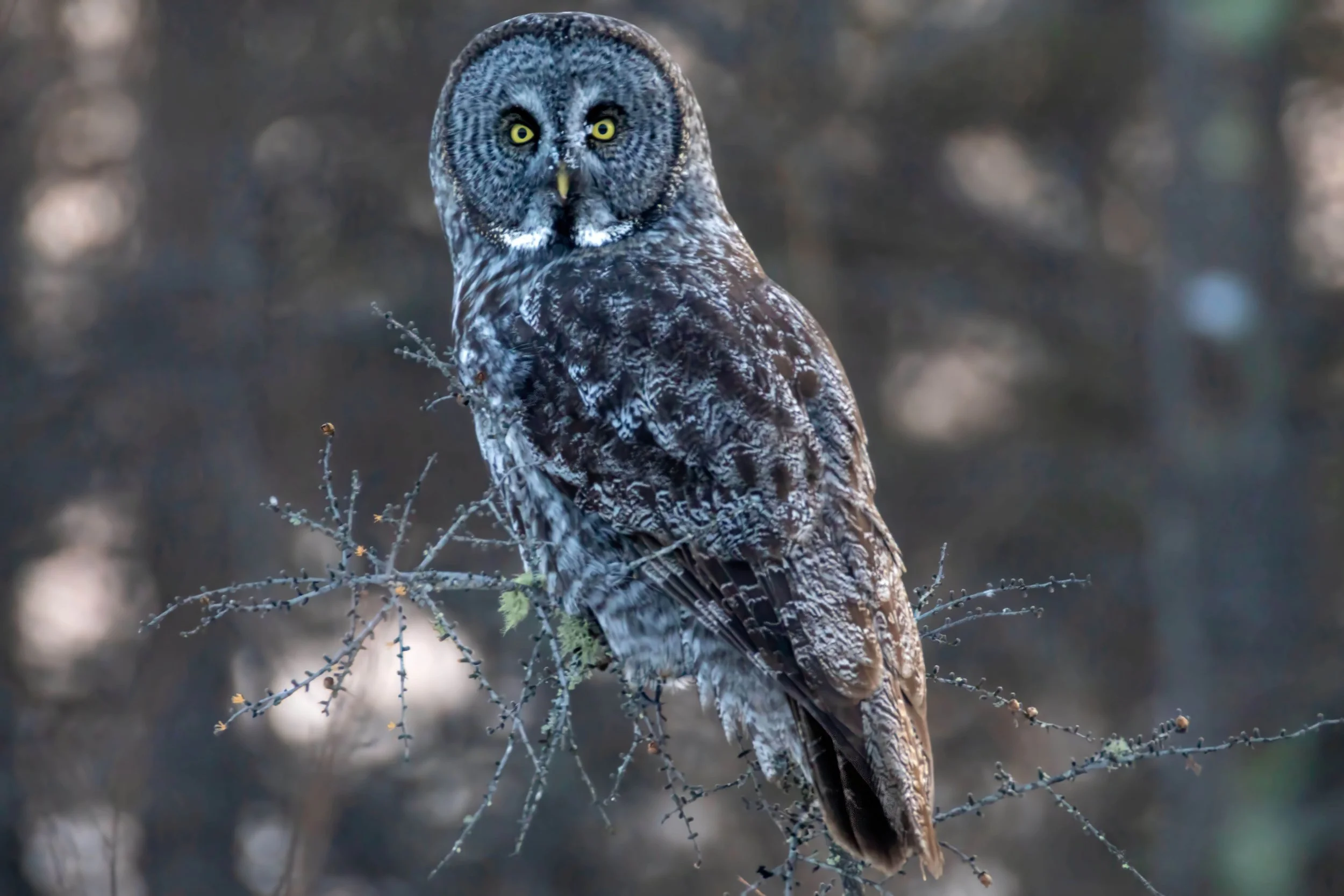 A large owl with gray and white feathers perched on a branch in a forest setting, looking directly at the camera with yellow eyes.