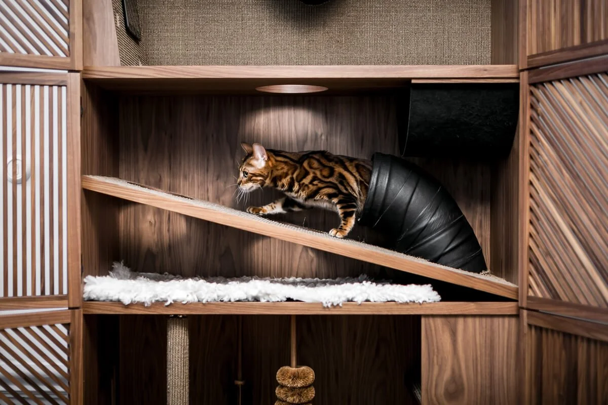 CatFlat_2.jpeg