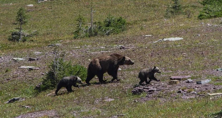 A mother bear walking with her three cubs on a grassy, rocky hillside with sparse trees.