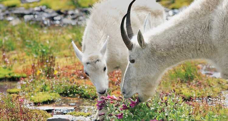 Two white mountain goats grazing near a small pond with colorful plants.