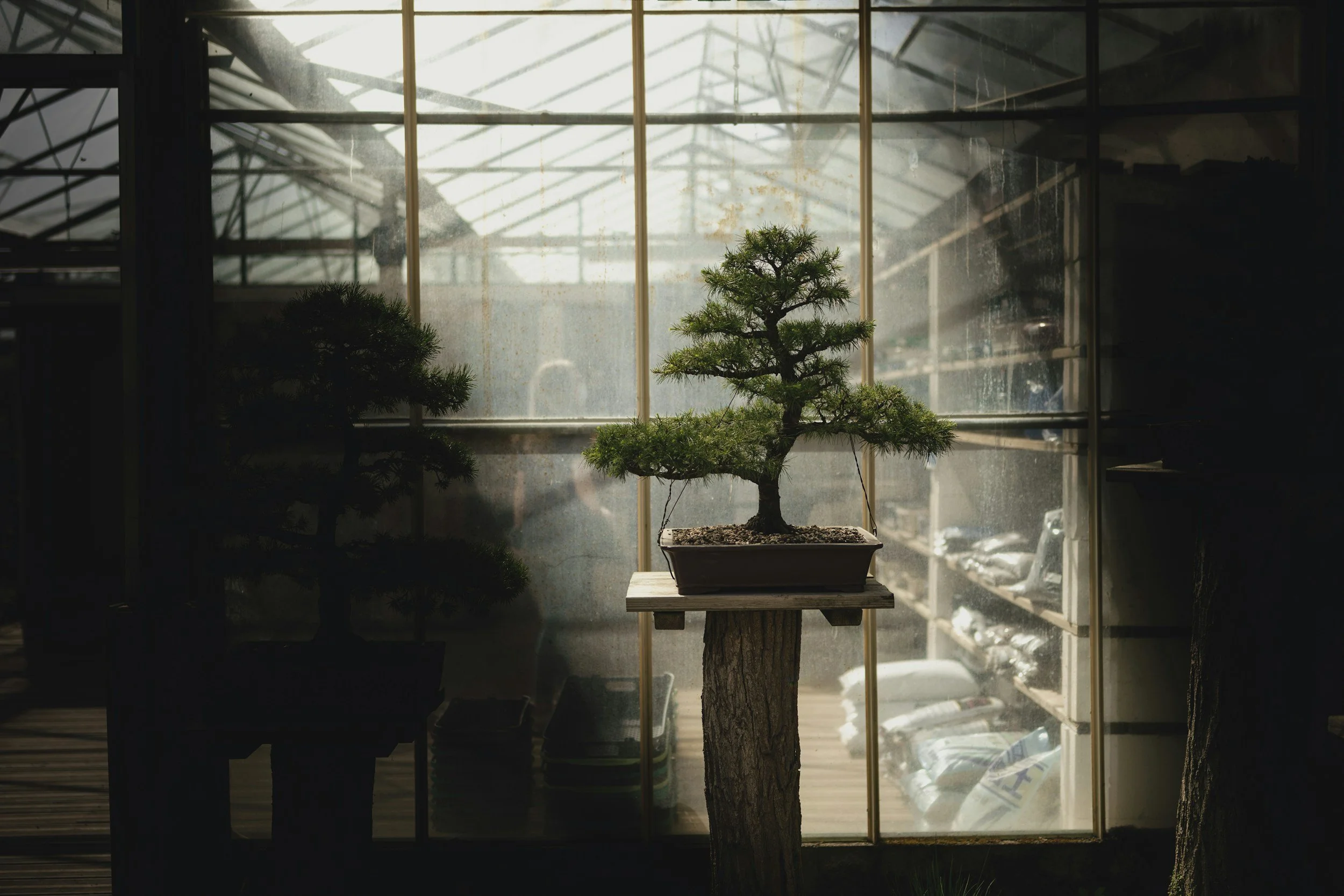 Bonsai as a Living Art: Value, Provenance, and the Discipline Behind It