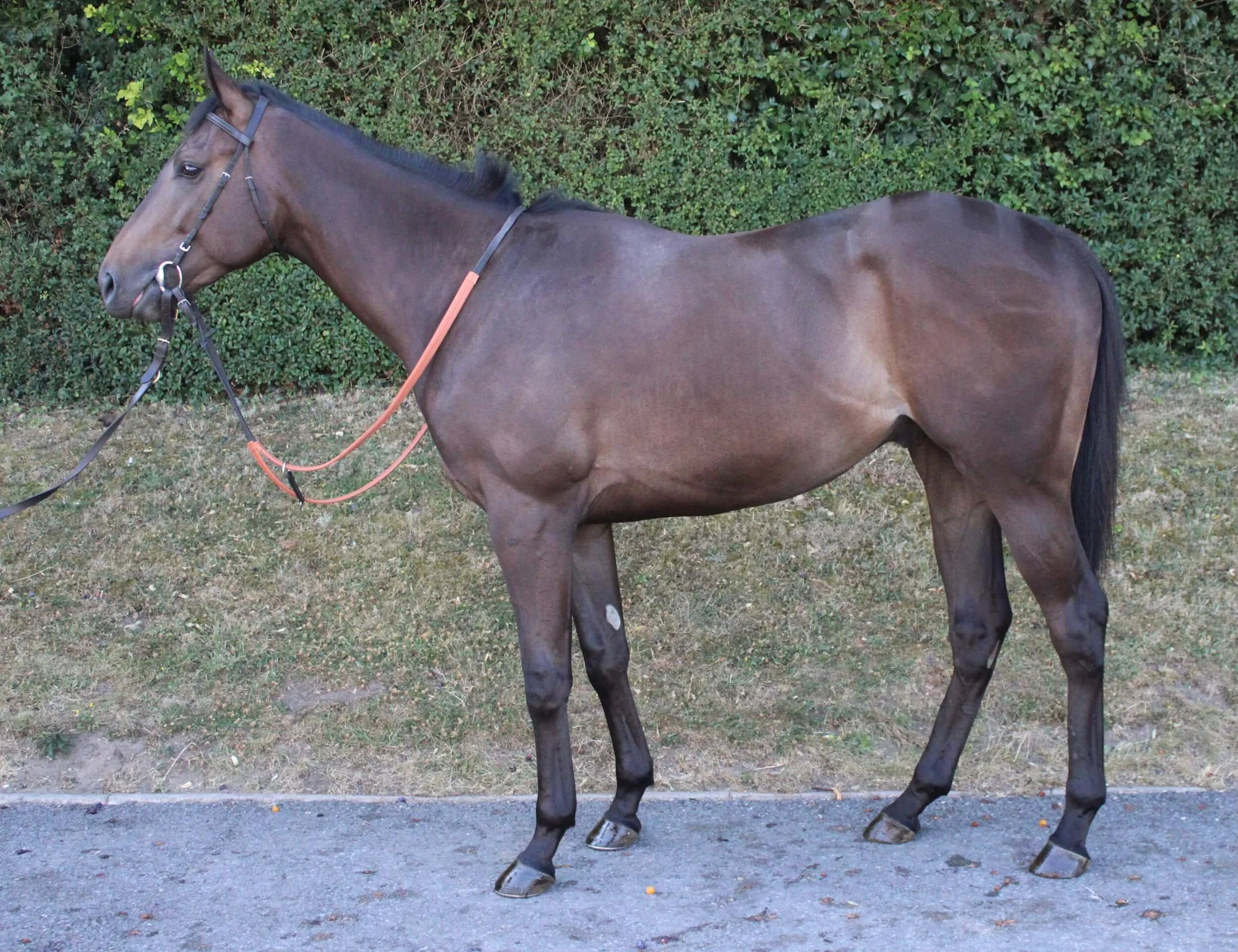 Horse for Sale - Ticket To The Moon