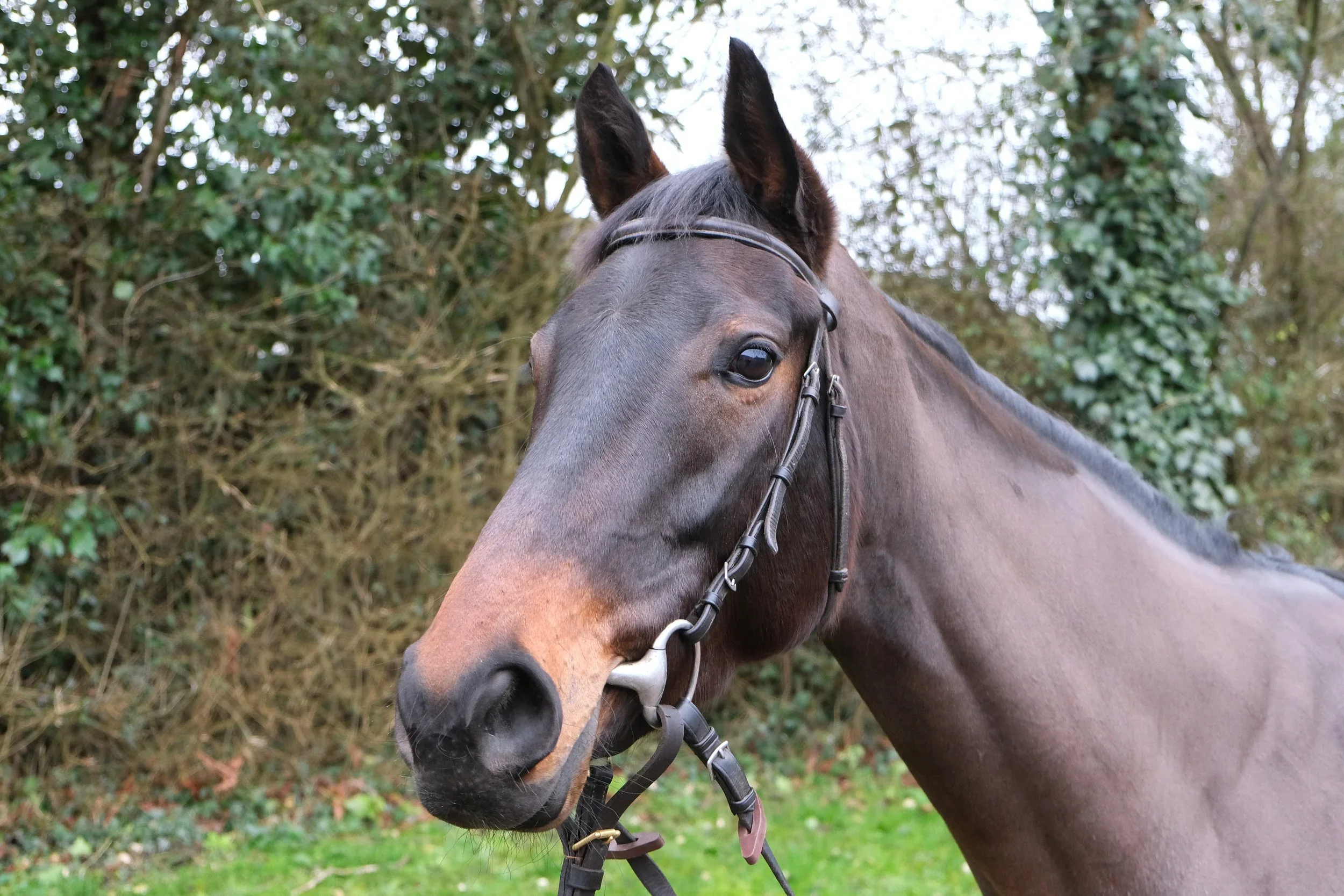 Raffles Angel