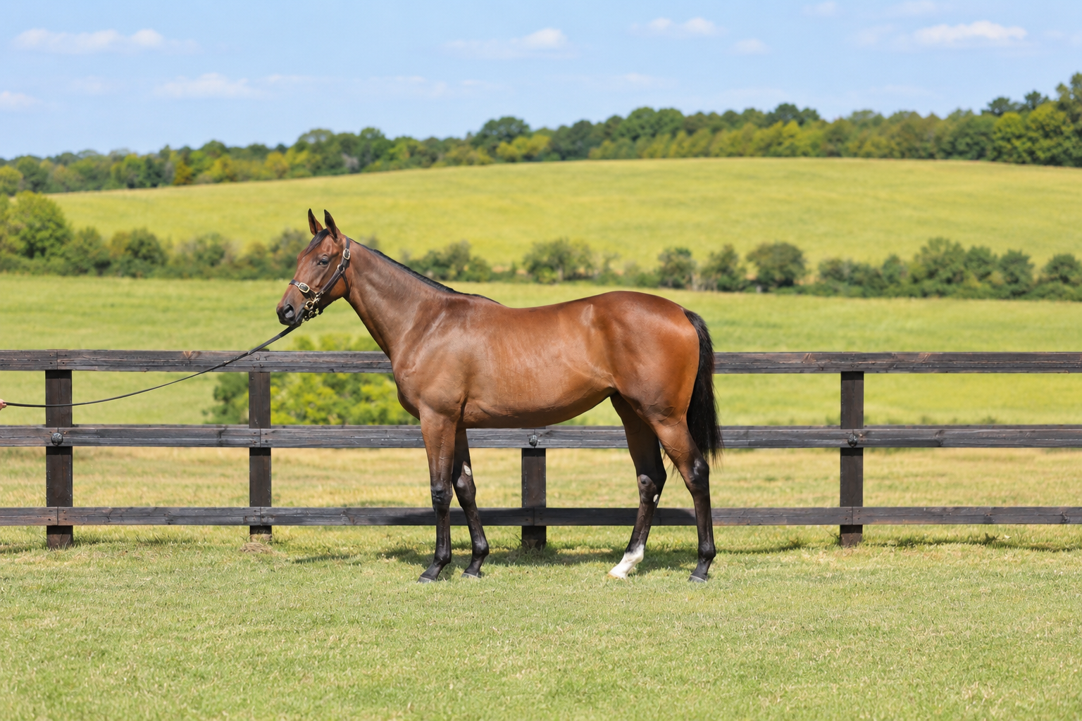 Bay Filly Shaquille Ex Dutch Treat