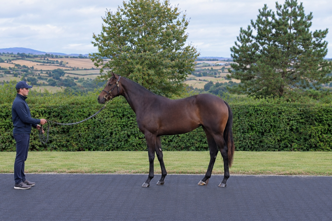 Bay Filly Blackbeard Ex Kayd Kodaun
