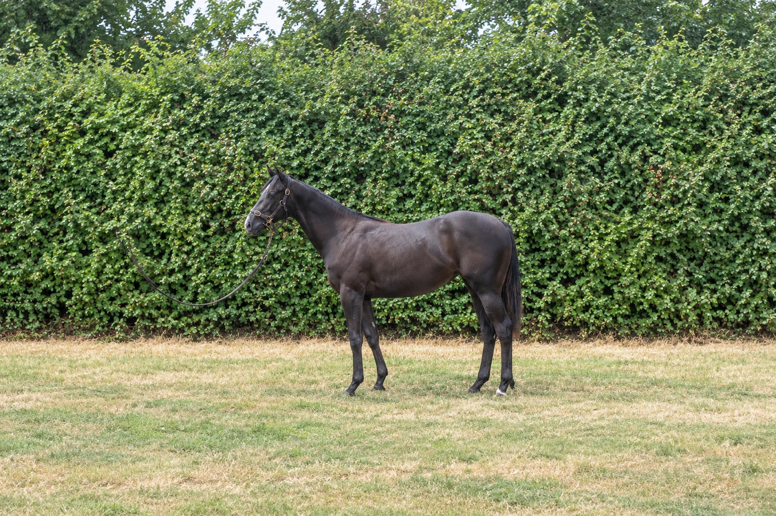 Bay Filly Sergei Prokofiev ex Tenaya Canyon