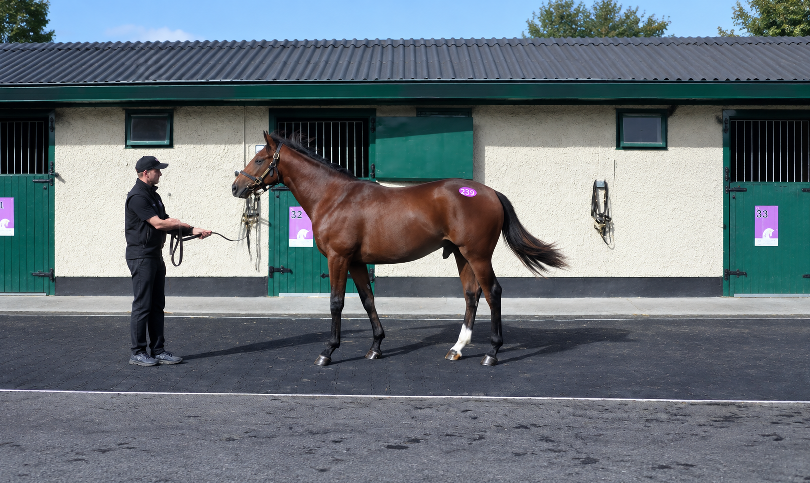 Bay Colt Naval Crown ex Anyonecanbeasaint 
