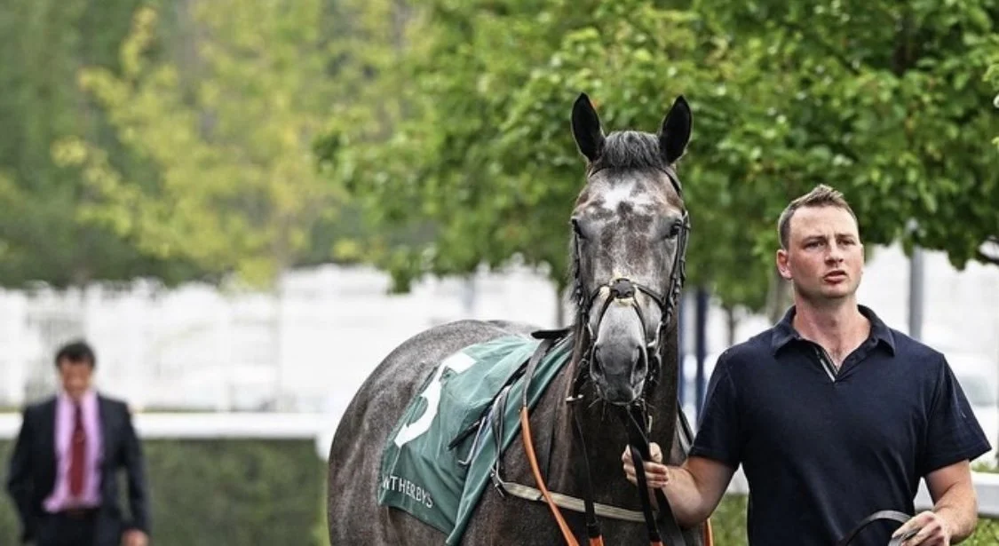 jack-jones-racing-grey-racehorse-with-handler-010.jpeg