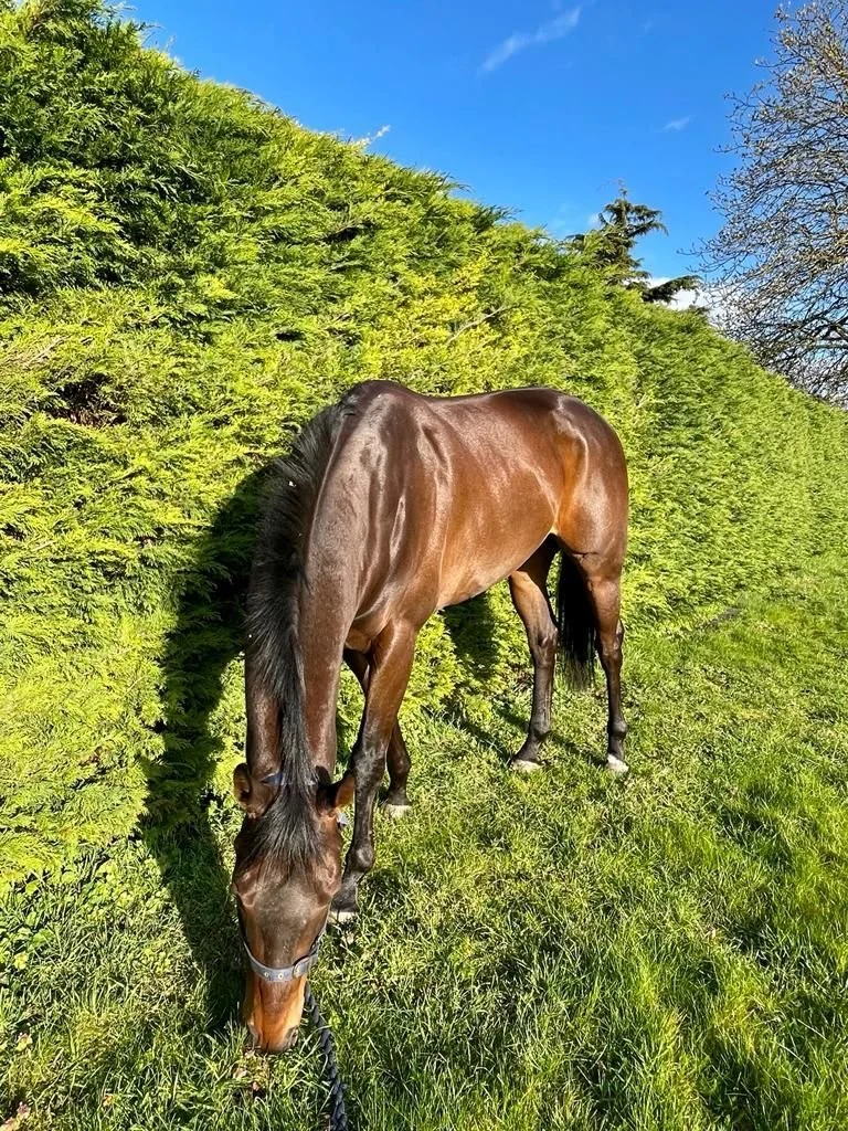 jack-jones-racing-racehorse-grazing-beside-hedge-116.jpeg