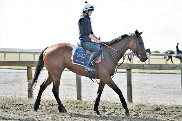 jack-jones-racing-racehorse-and-rider-in-outdoor-school-112.jpeg