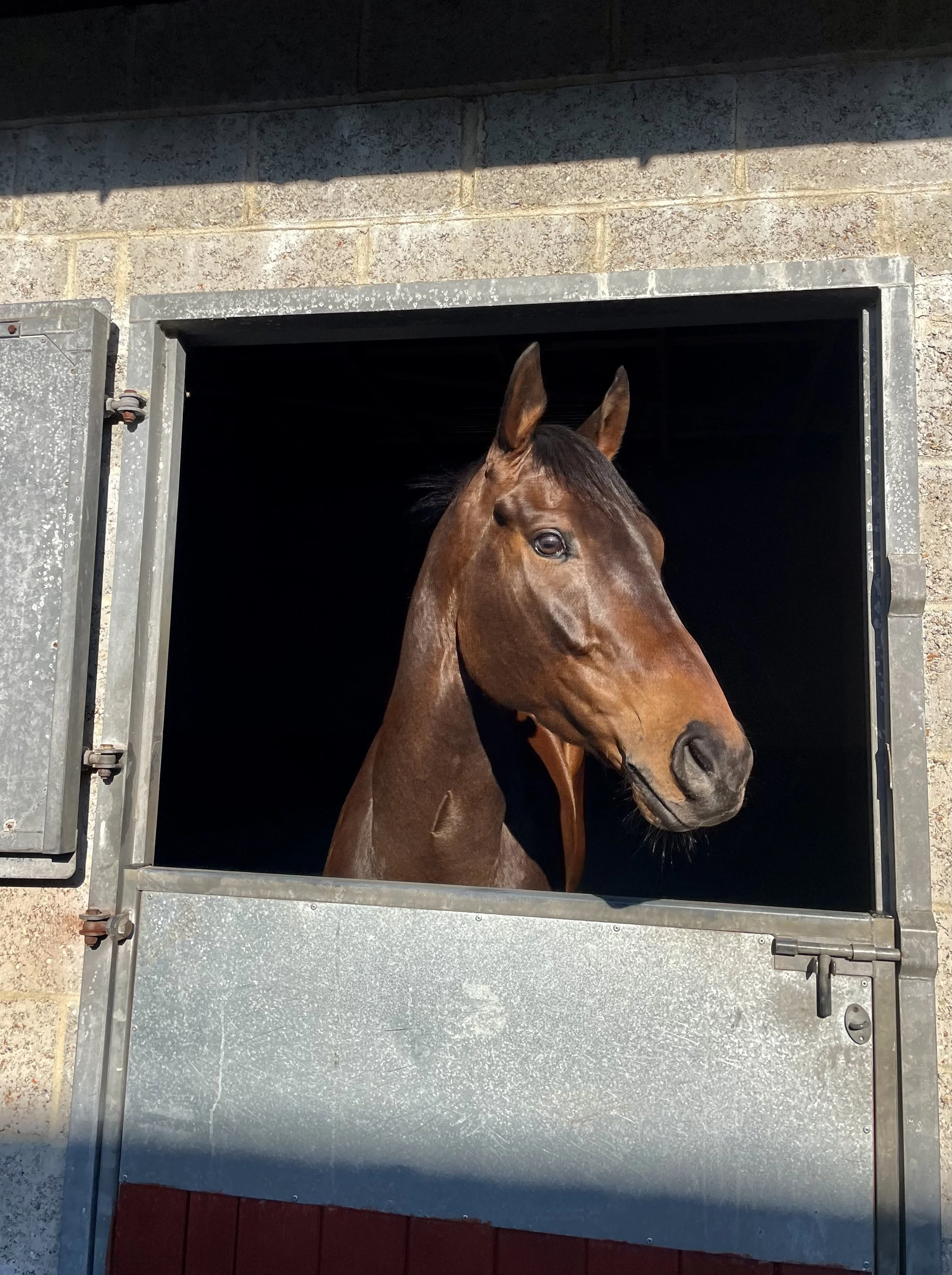 jack-jones-racing-racehorse-looking-out-of-stable-door-069.jpeg