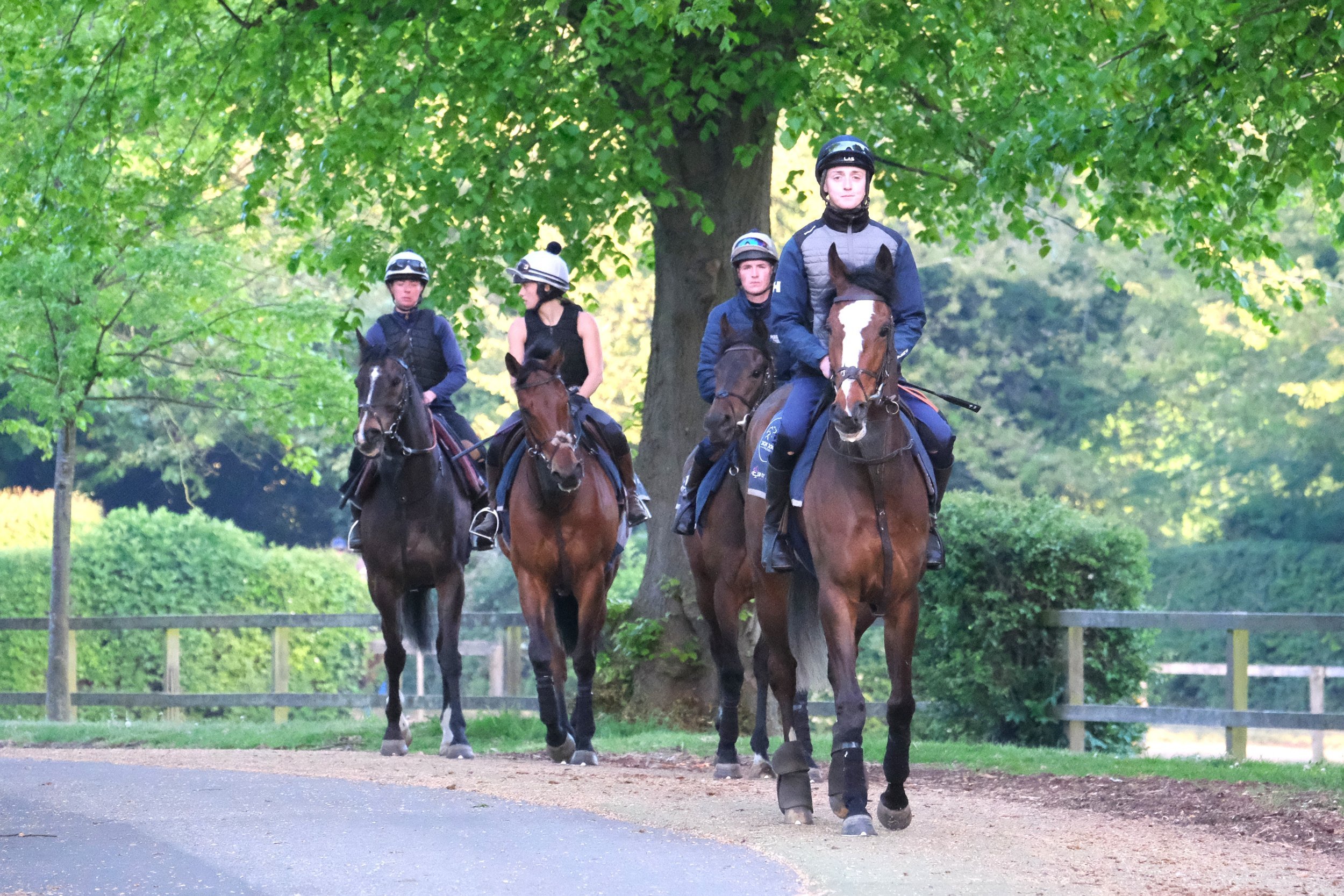 jack-jones-racing-three-racehorses-walking-on-tree-lined-path-131.jpg