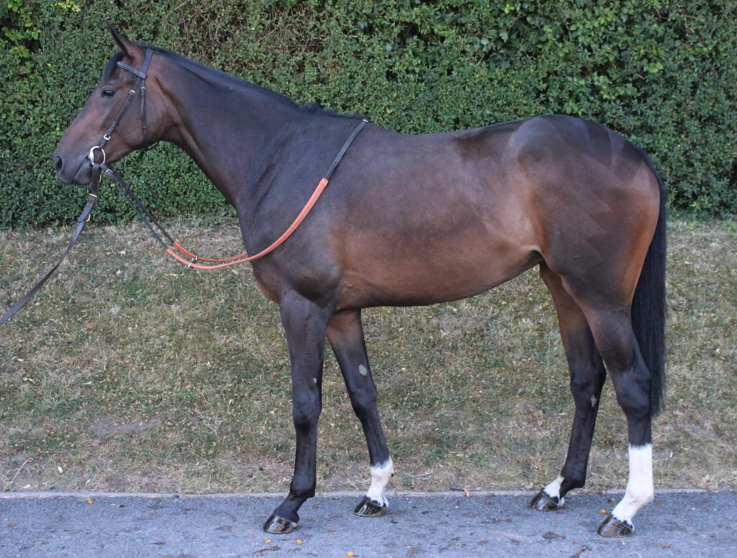 Horse For Sale - Kameko Star