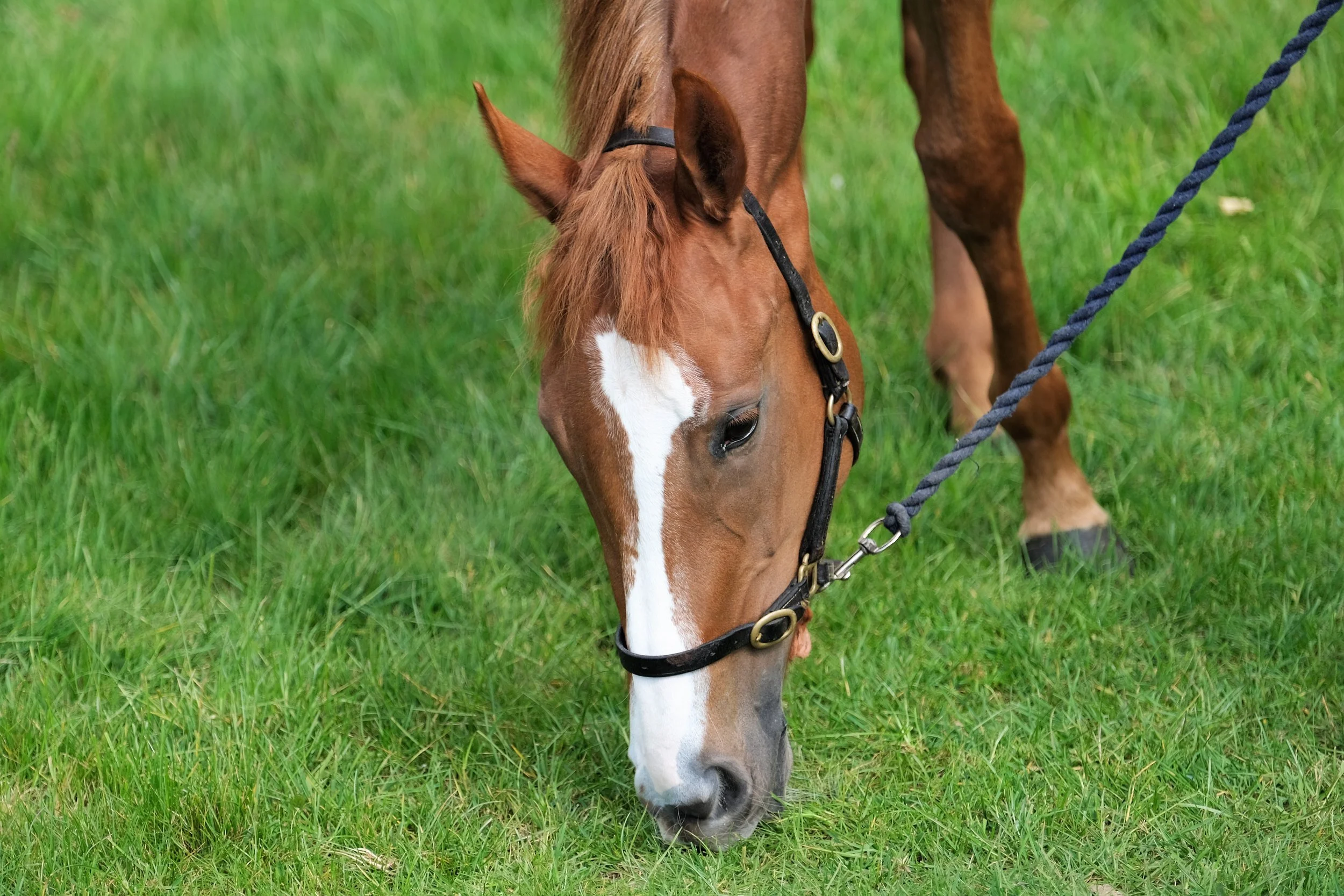 jack-jones-racing-racehorse-grazing-on-grass-close-up-100.jpg