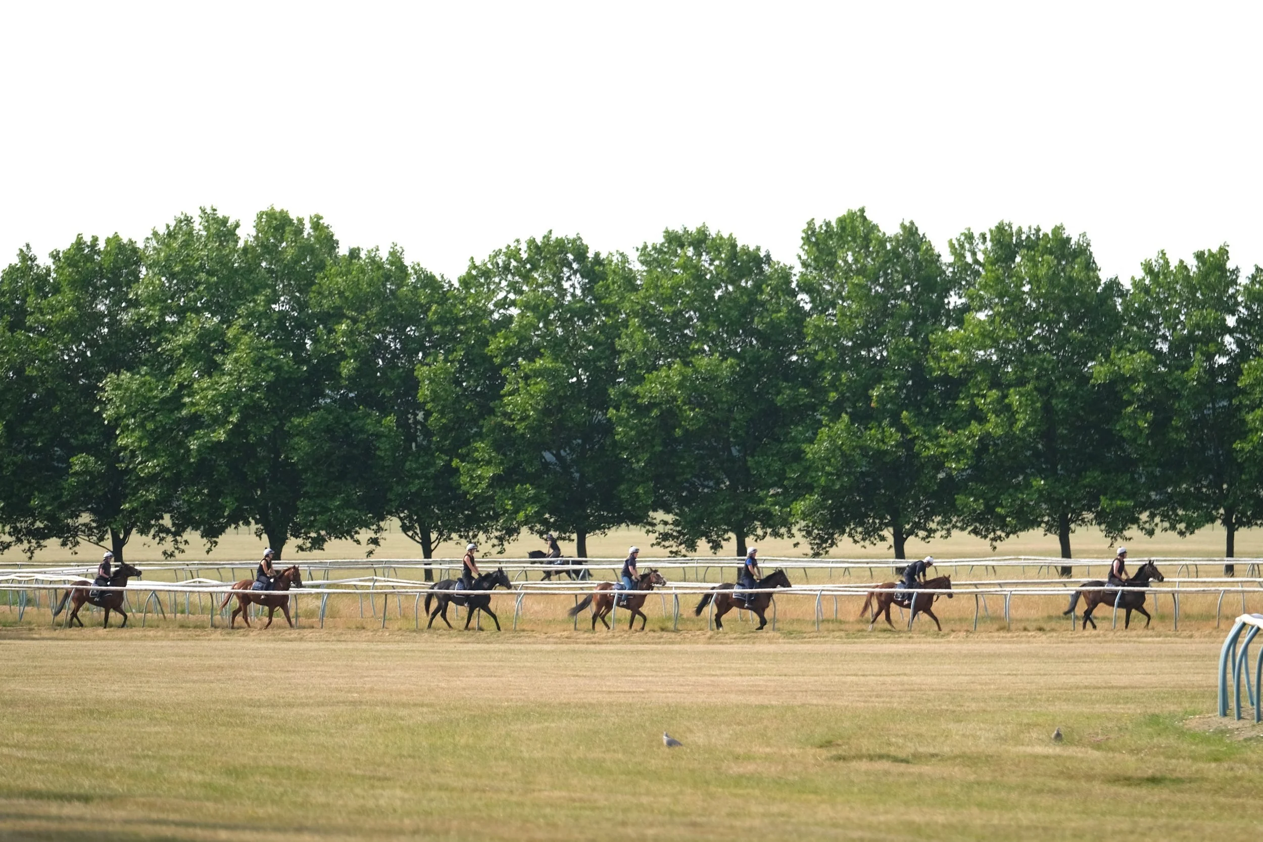 jack-jones-racing-racehorse-string-crossing-summer-training-ground-141.jpg