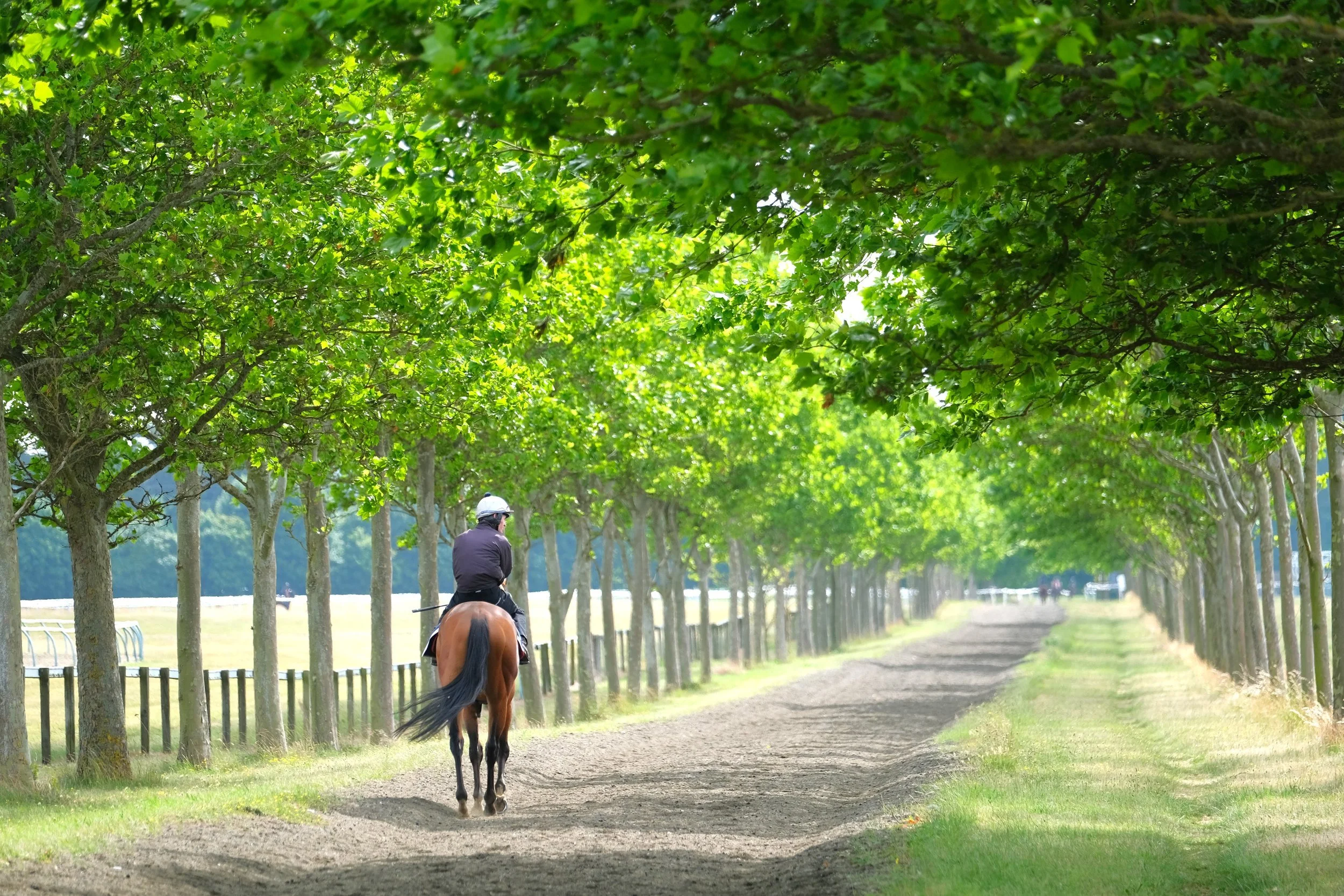 jack-jones-racing-racehorse-on-tree-lined-training-avenue-142.jpg